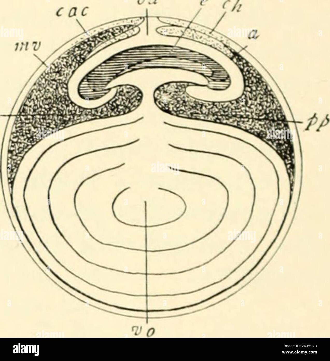 A textbook of obstetrics . Fig. 70.—e, Embryo ; ec, cephalicextremity; eg, caudal extremity; catca, amniotic hood ; //, pp, pleuroperi-toneal cavity; j, umbilical vesicle.. Fig. 71.—r. Embryo; a, amnion; oa, amniotic umbilicus; cac, amnio-chorional cavity ; pp, pp, pleuroperito-neal cavity; ch, chorion; mv, vitel-line membrane; vo, umbilical vesicle. reinforcement from the middle layer of cells, or the mesoderm.As now the embryo begins to assume a definite shape, and thelateral walls begin to fold in toward one another, and the caudalextremity approaches a little to the cephalic end of the emb Stock Photo