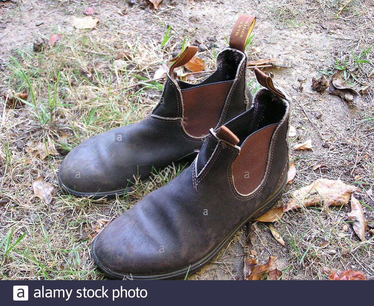 blundstone 59