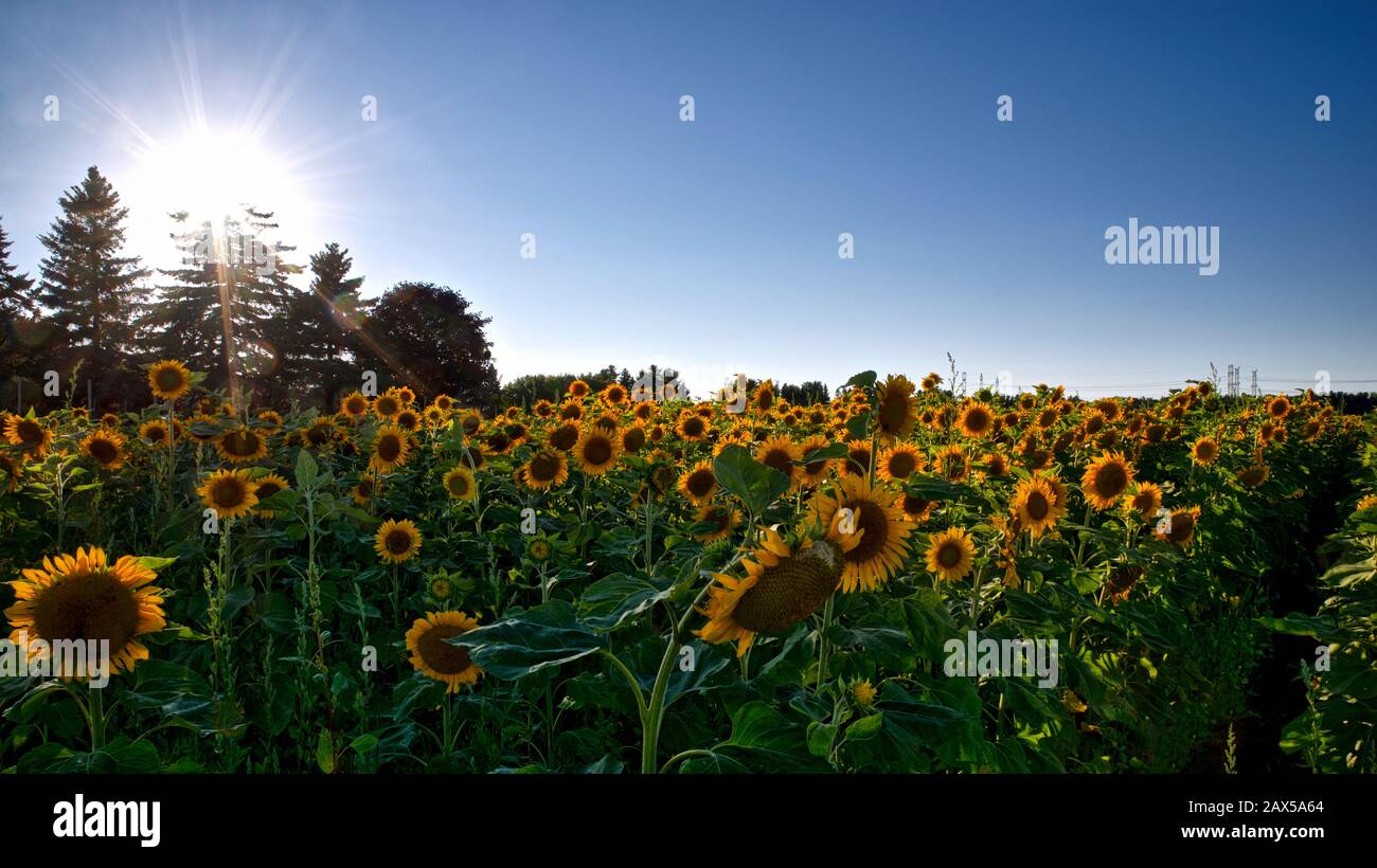 Sunrise in the field of blooming sunflowers Stock Photo - Alamy