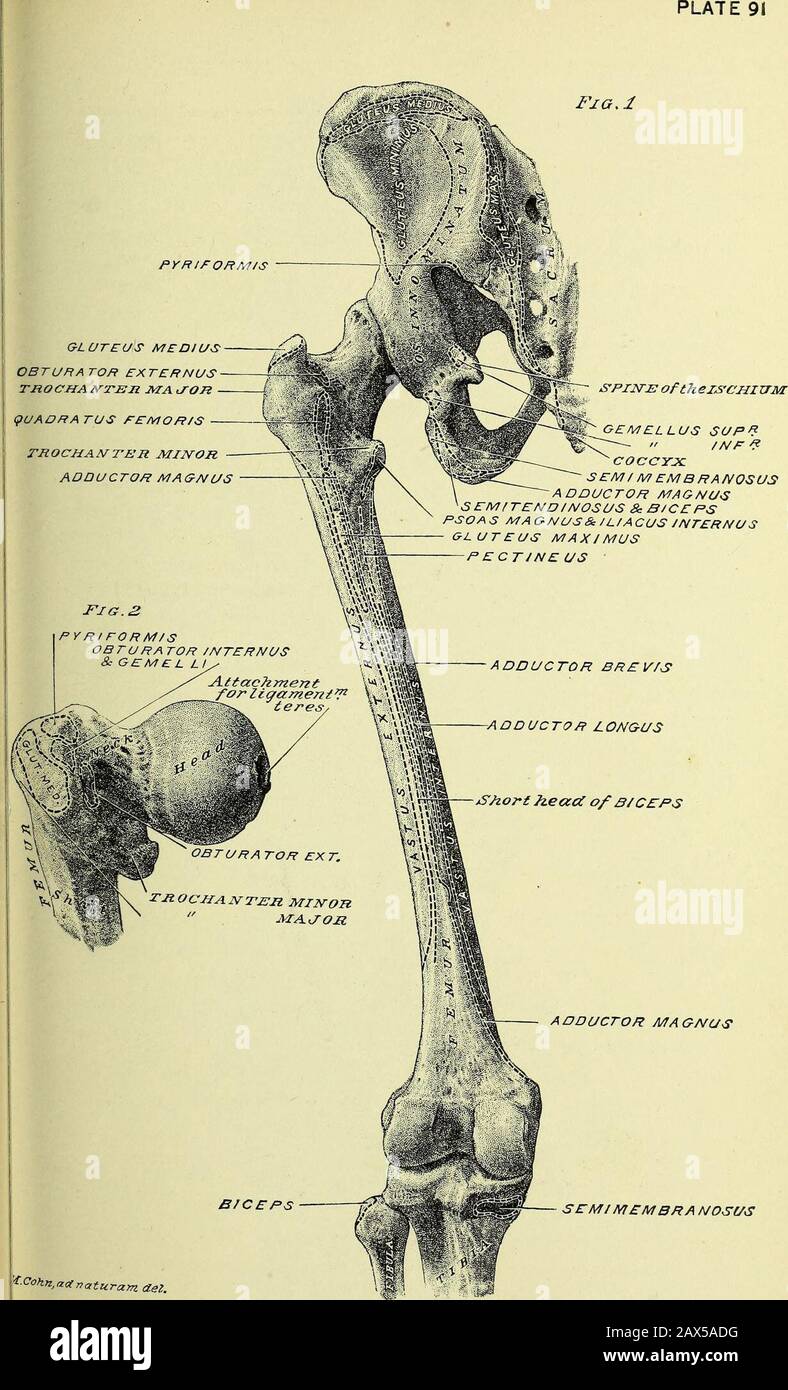 Practical human anatomy [electronic resource] : a working-guide for students of medicine and a ready-reference for surgeons and physicians . iformis muscle; it continues interiorly, upon thebone (ischium), anterior to the gemellus superior, obturator in-ternus, and gemellus inferior muscles ; it sends a branch to thegemellus inferior muscle, and its terminal portion enters theanterior surface of the quadratus femoris muscle. It is accom-panied by a small branch from the sciatic artery. 53. Parts Emerging at the Great Saero-Seiatie Foramen,Plate 100 —The parts emerging from this foramen are : t Stock Photo