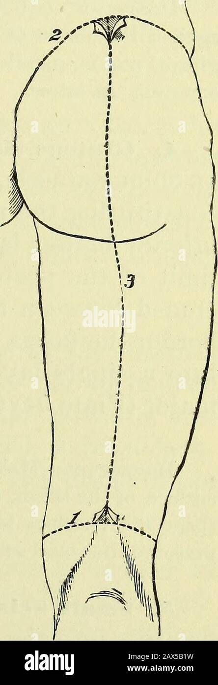 Practical human anatomy [electronic resource] : a working-guide for ...