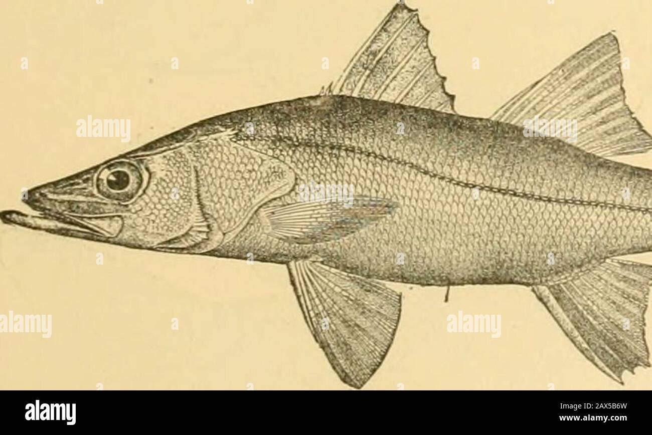 Fishes . Fig. 85.—Bluefish, Pomatomus saltatrix (L.). New York. well-flavored (Scomberouionts cavalla), represent the best of thefishes allied to the mackerel. The shad (Alosa sapidissima), with its sweet, tender, finelyoily flesh, stands also near the front among food-fishes, but itsins above all others in the matter of small bones. The weak-fish (Cynoscion nobilis) and numerous relatives rank first among. Fig. 86 —Robalo, Centropnmus undecimalis (Bloch). Florida. those with tender, white, savorous flesh. Among the bass andperch-like fishes, common consent places near the first thestriped bas Stock Photo