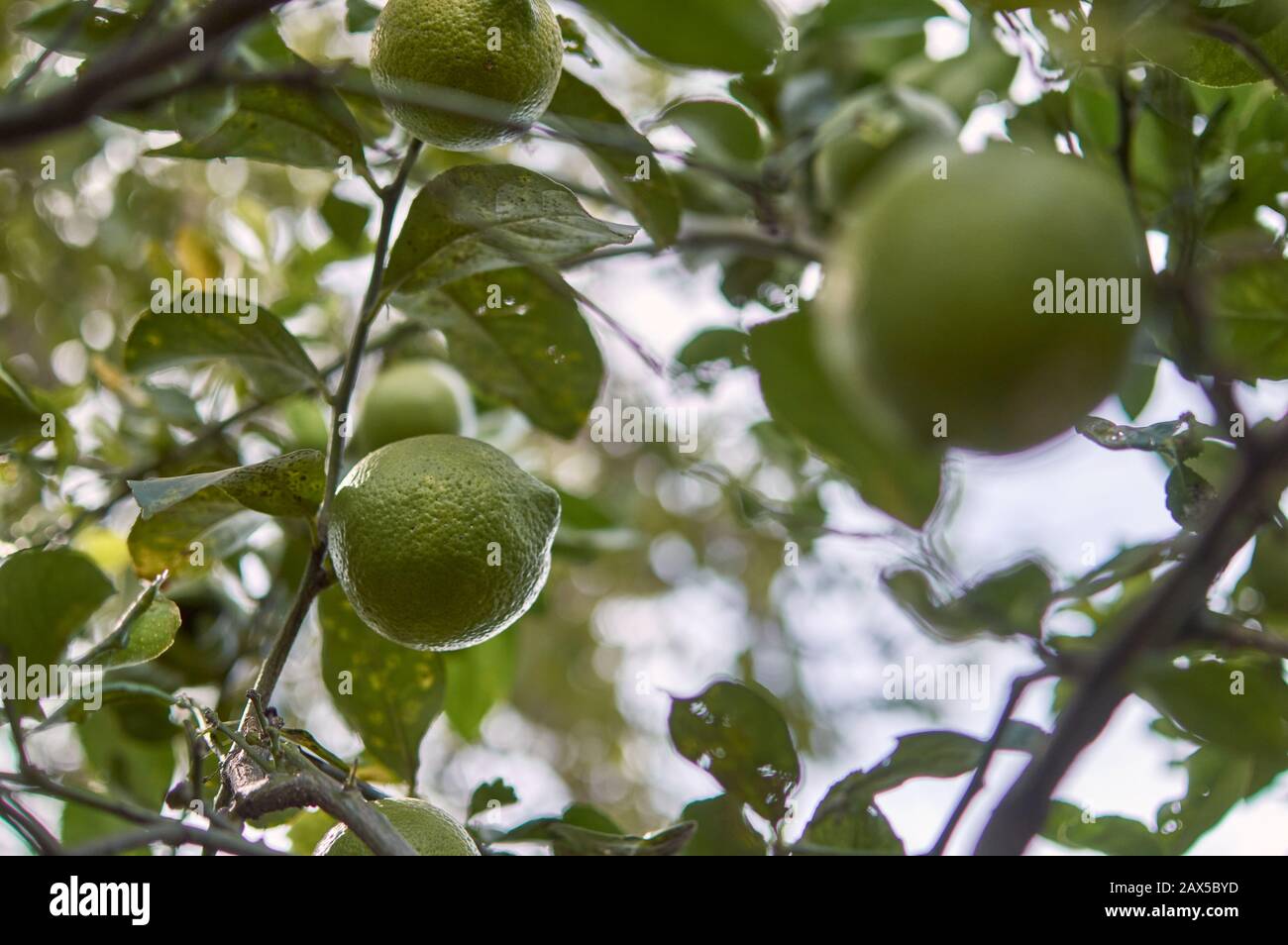 Immature Green Lemons On Tree Branch about to ripen Stock Photo Alamy