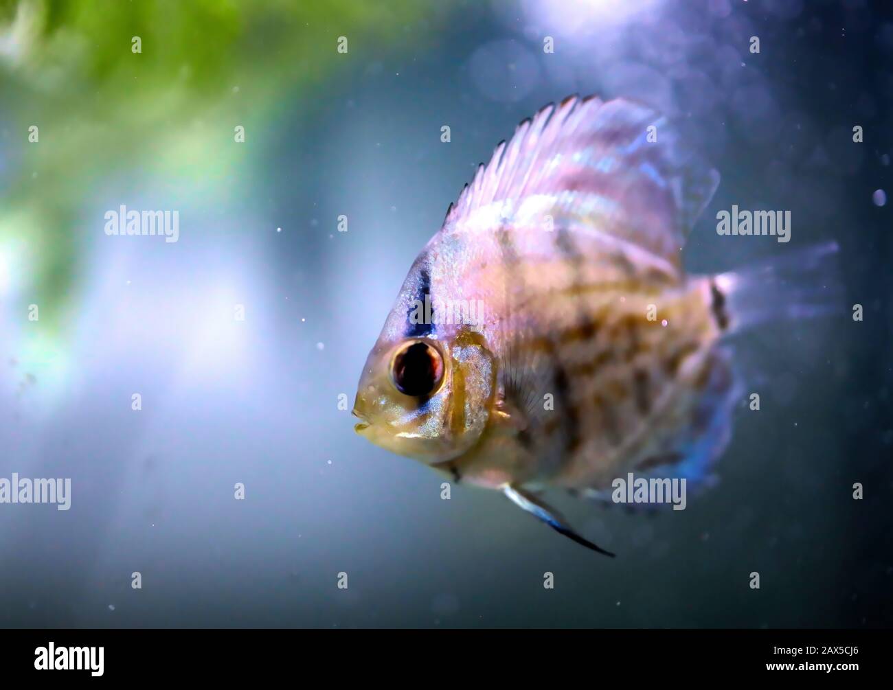 blue and orange freshwater fish