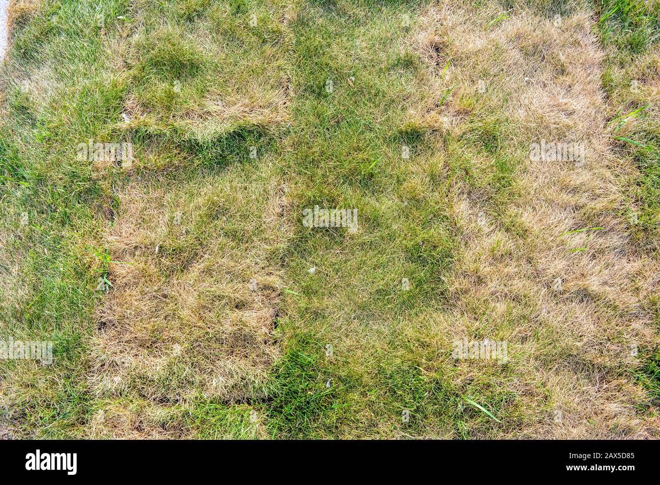 Lawn briquettes with dying grass. Texture of dying lawn with healthy