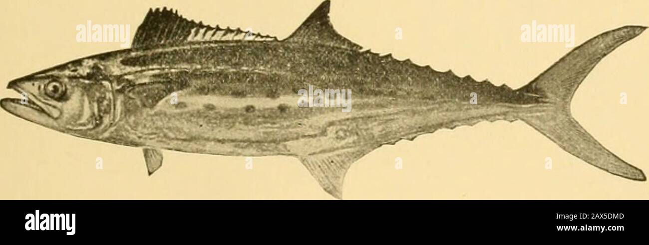 Fishes . Fig. 83.—Golden Surmullet, Mullus auratus Jordan & Gilbert.Woods Hole, Mass. kumu {Pseudupeneus bifasciaius and Pseudupetteus porphyreus),are scarcely inferior to it. Side by side with these belongs the whitefish of the GreatLakes (Coregonus cliipeijormis). Its flesh, deUcate, slightly. Fig. 83.—Spanish Mackerel, Scomberomorus macidatus Mitchill.Family ScombridcB. Key West. gelatinous, moderately oily, is extremely agreeable. Sir JohnRichardson records the fact that one can eat the flesh of thisfish longer than any other without the feeling of cloying. Thesalmon cannot be placed in th Stock Photo