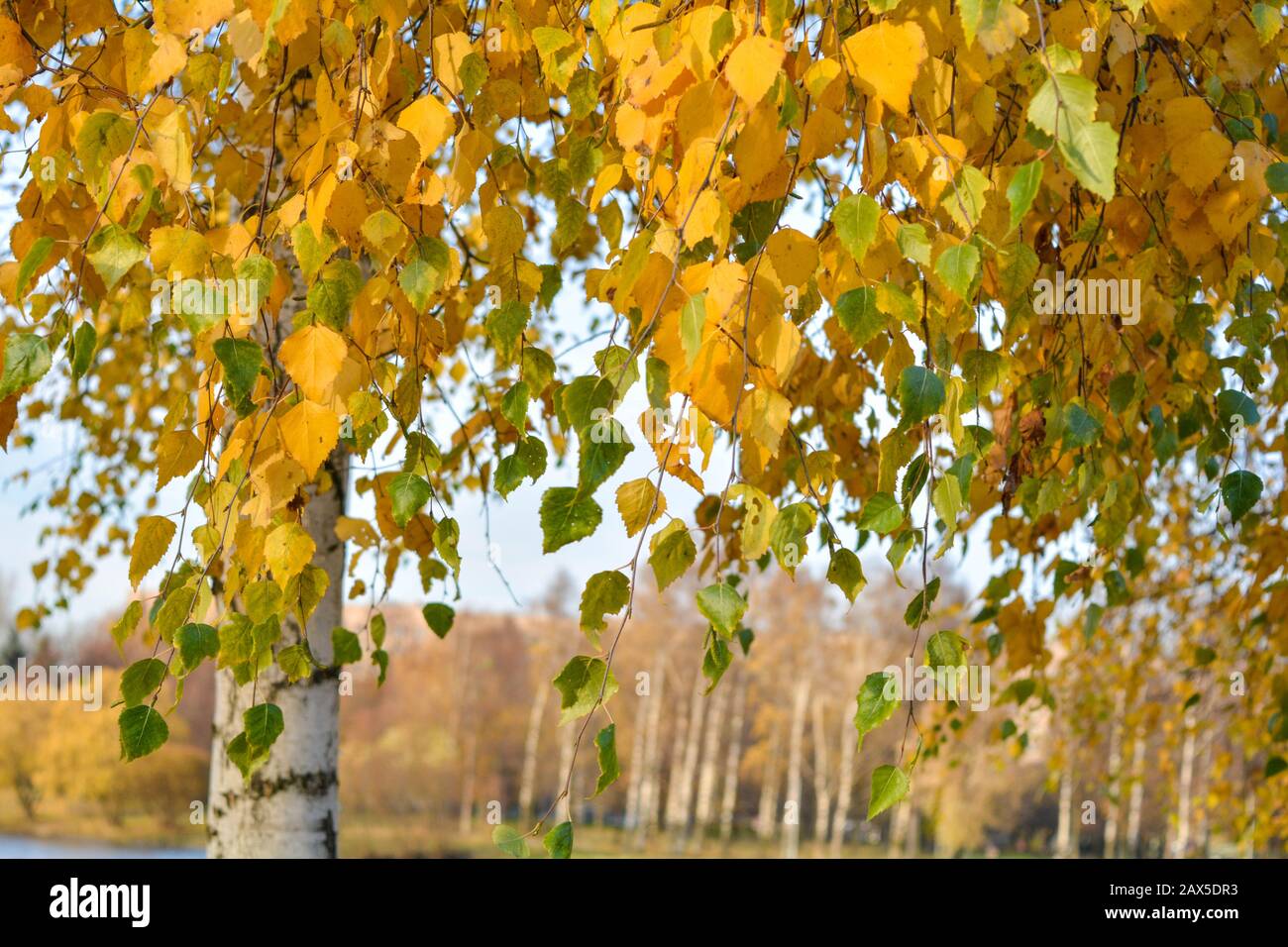 Autumn background with yellow leaves are birch tree on vibrant blue sky ...