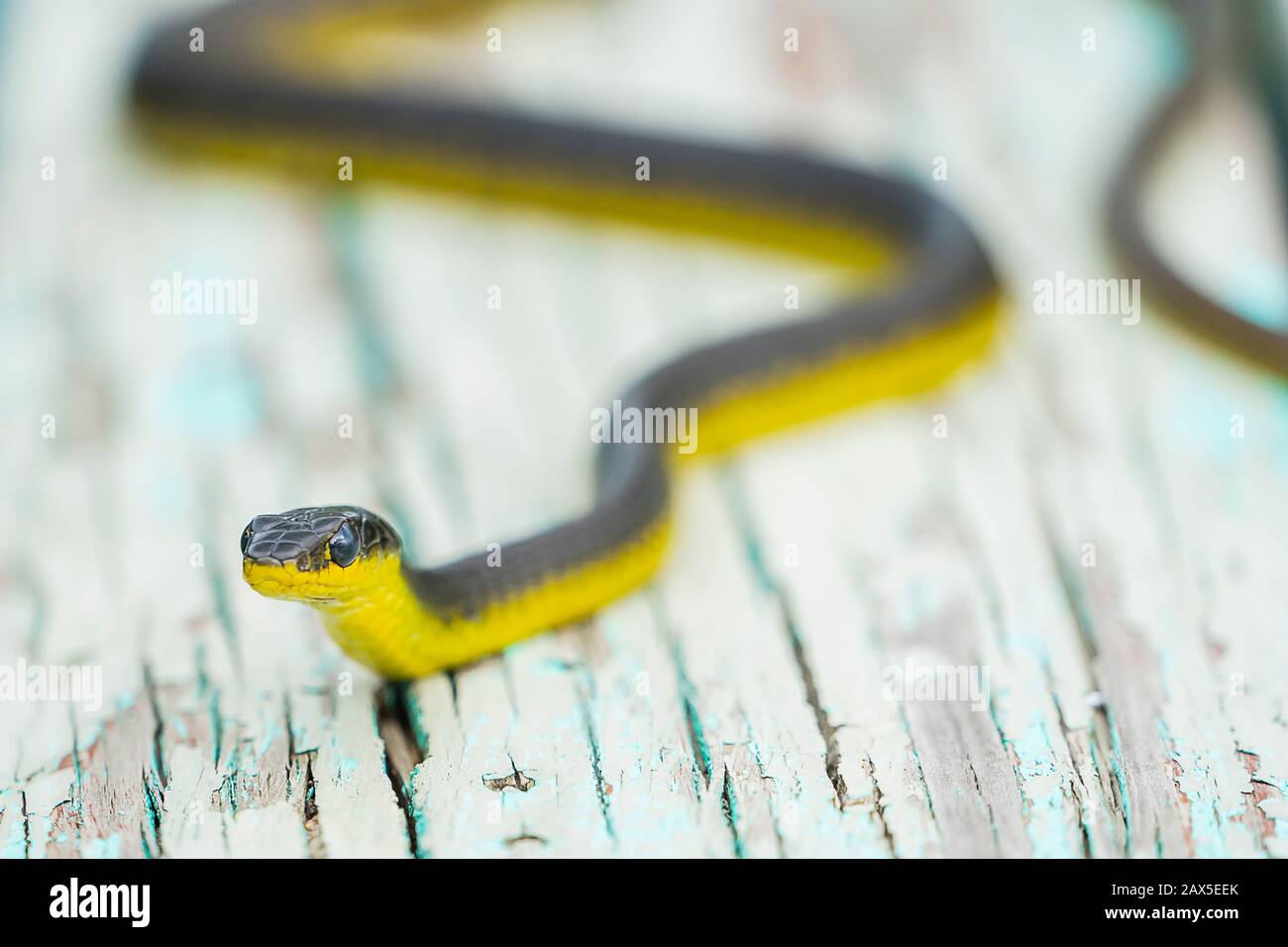 Common tree snake (Dendrelaphis punctulatus) on old wooden bench Stock Photo