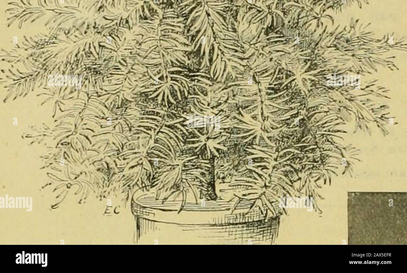 The century supplement to the dictionary of gardening, a practical and scientific encyclopaedia of horticulture for gardeners and botanists . Fin. 2. Abies Lowiana (Young Plant), A. bifolia (two-leaved), of A. Murray. A synonymof -1. ia-siocarpa. A, bifolia (two-leaved), of Siebold and Zuc-t-^irini.A synonym of .-1. Jinna. A. brachyphylla (short-leaved), of JIayr Asynonym of A. homulepis. A. campylocarpa (bent-fruited). A synonym ofA. iiiajnifica. A. chilocnsis (Chiloe). A synonym of A. Web-biana. A. concolor violacea (violet). I. of a Uuish-glaucous tint. A charming variety. A. Eichleri(Eichl Stock Photo