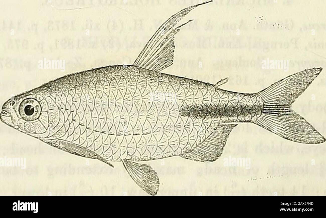 Catalogue of the fresh-water fishes of Africa in the British Museum (Natural History) . Mieralestes holargyrev.s.Type. Boma J. J. Monteiro, Esq. (C.).M. P. Delhez (C). 5. MICRALESTES UROT^ENIA, sp. n.Depth of body 2f to 3 times in total length, length of head 4 times.Head twice as long as broad, a little longer than deep; snout muchshorter than eye, which is 2^ times in length of head and equals inter-Tig. 172.. Mieralestes urotcenia.Type. orbital width; maxillary extending to below anterior border of eye;12 teeth (|) in upper jaw, 10 (|) in lower. Gill-rakers short, about 12on lower part of a Stock Photo