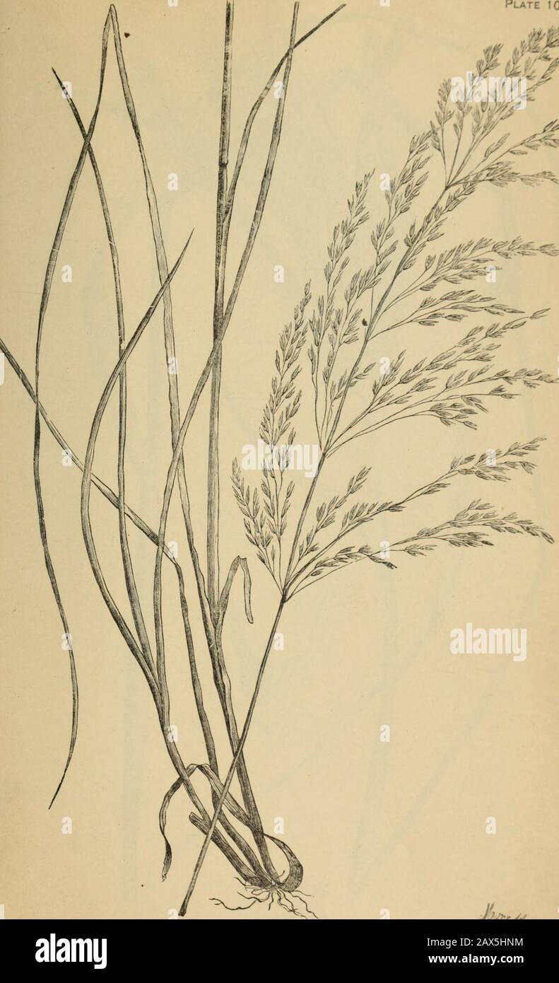The agricultural grasses and forage plants of the United States; and such foreign kinds as have been introduced . Agrostis exarata var. Pacific a. H.H.N, Plate. /: Deschampsia C-espitosa, Hair grass. Stock Photo
