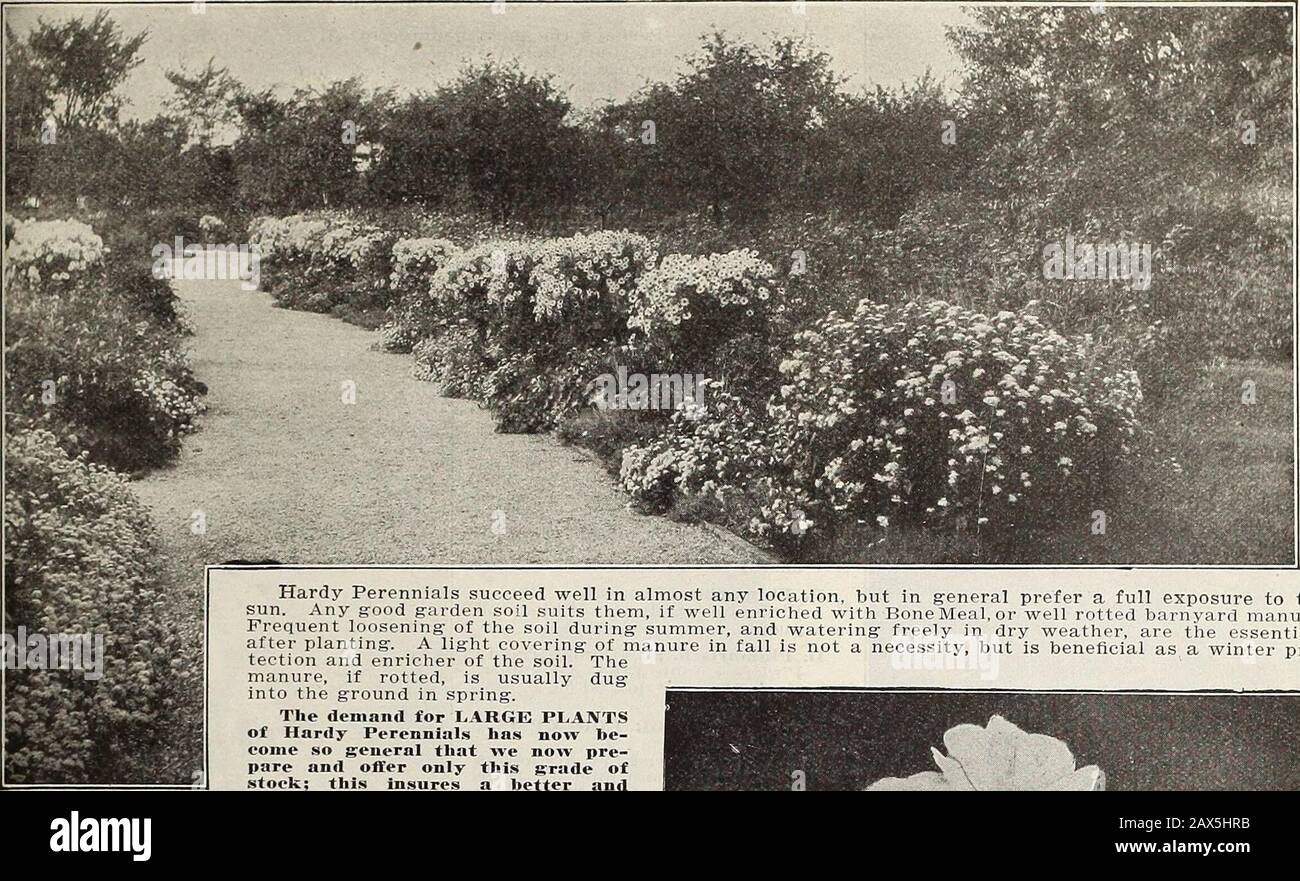 Currie S Farm And Garden Annual Spring 1915 Dahlia A 0