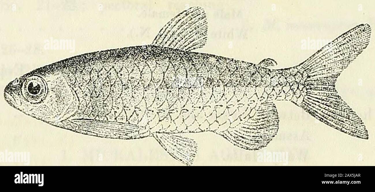 Catalogue of the fresh-water fishes of Africa in the British Museum (Natural History) . Major G. E. Bruce (P.). 2. MICRALESTES STORMSI.Bouleng. Proc. Zool Soc. 1902, i. p. 265, pi. xxviii. figs. 1 & 2. Depth of body 3A times in total length, length of head 4 times. Headlonger than deep, twice as long as broad; snout shorter than eye, thediameter of which equals interorbital width and is contained 2f to 3 VOL. I. ({ 226 CHARACINIDJL times in length of head ; maxillary extending to below anterior border 8 R of eye; 16 teeth (g) in upper jaw, 10 (j) in lower. Gill-rakers short,12 or 13 on lower p Stock Photo