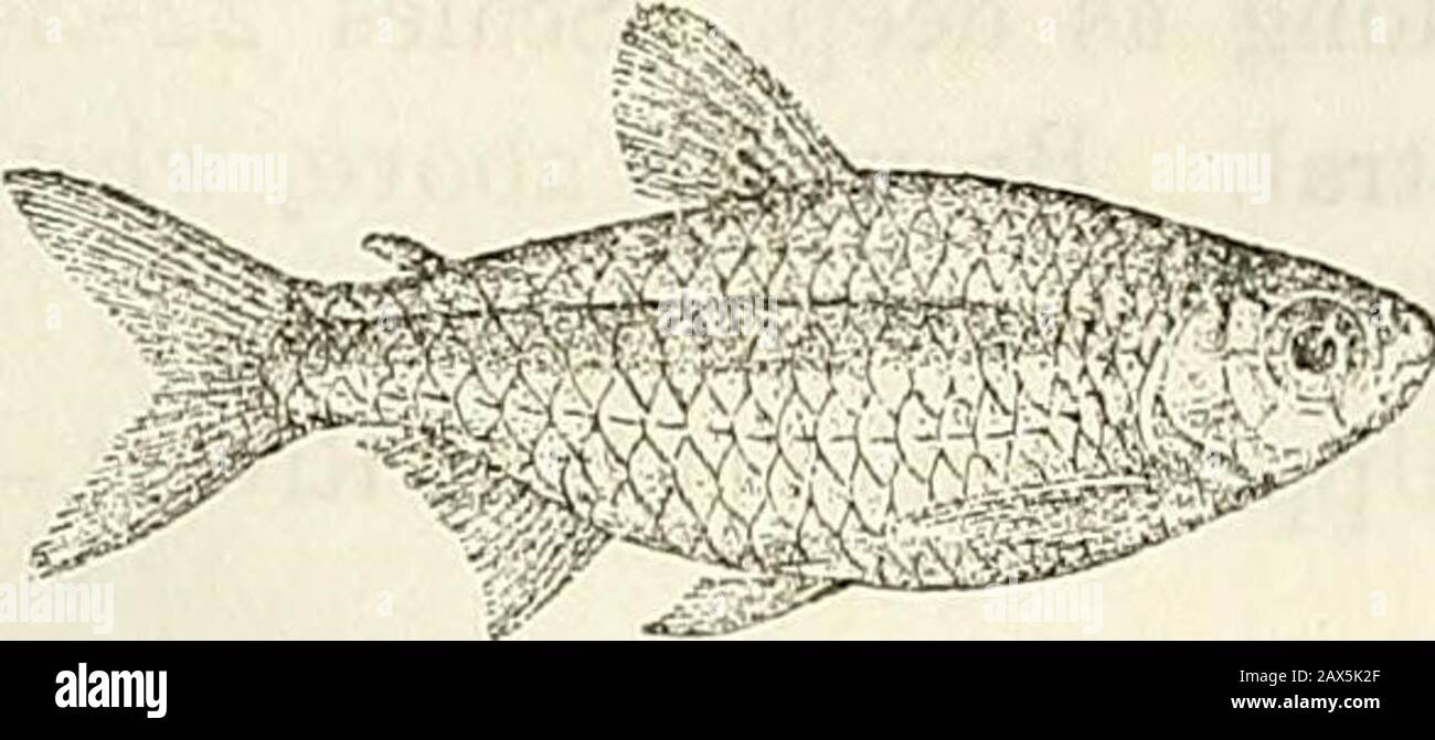 Catalogue of the fresh-water fishes of Africa in the British Museum (Natural History) . m Micralestes acutidens. Male and female. White Nile (F. N.). Near Luxor. Between Luxor and Assuan. Assnan. Wady Haifa. Omdurman. Fashoda, White Nile. Lake No, „ Gondokoro, BahrelGebel.Omo R. Jebba, Upper Niger.Agberi, Lower Niger.Banzyville, Ubanghi.Aruwimi River. Zambesi. Inkomati R., near KomatiPoort, Transvaal.. L. Loat, Esq. (C). Prof. 0. Neumann (0.).Dr. 0. Christy (P.).Dr. W. J. Ansorge (C.).Capt. Royaux ((J.).R. B. Woosnam, Esq. (C); Ruwenzori Expedition.Prof. W. Peters (P.). Major G. E. Bruce (P. Stock Photo