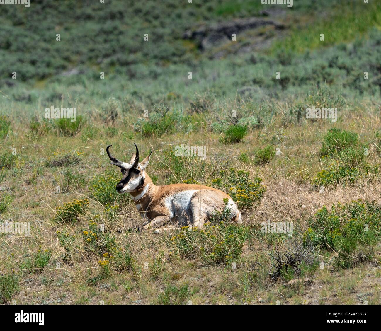 Pronghorn lying in grassy field. Stock Photo