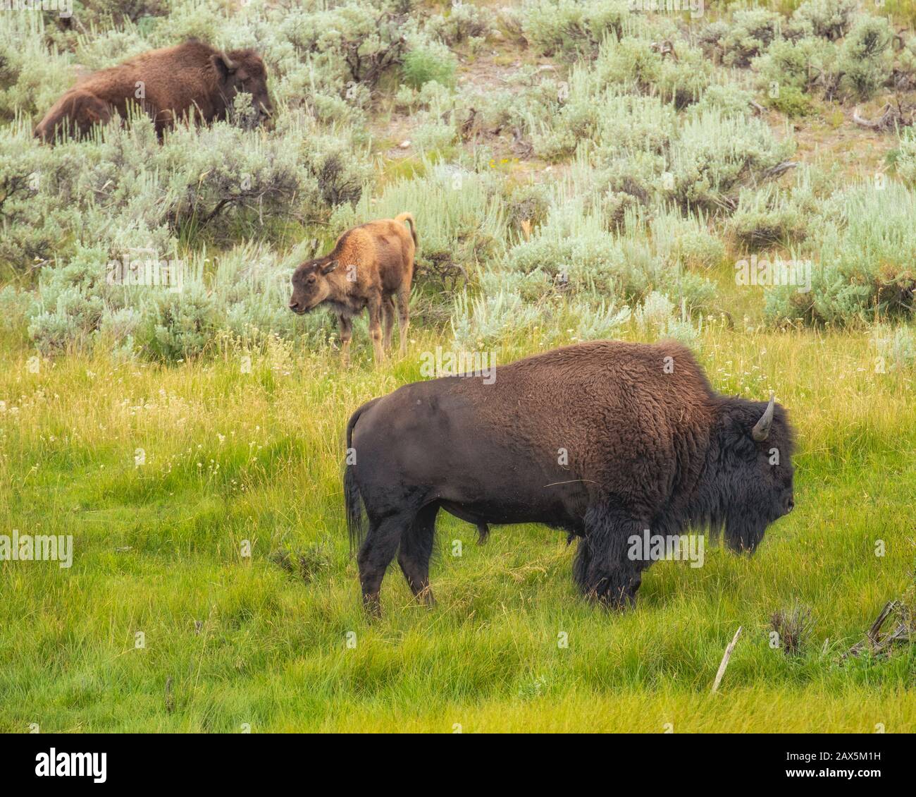 American bison yellowstone hi-res stock photography and images - Alamy