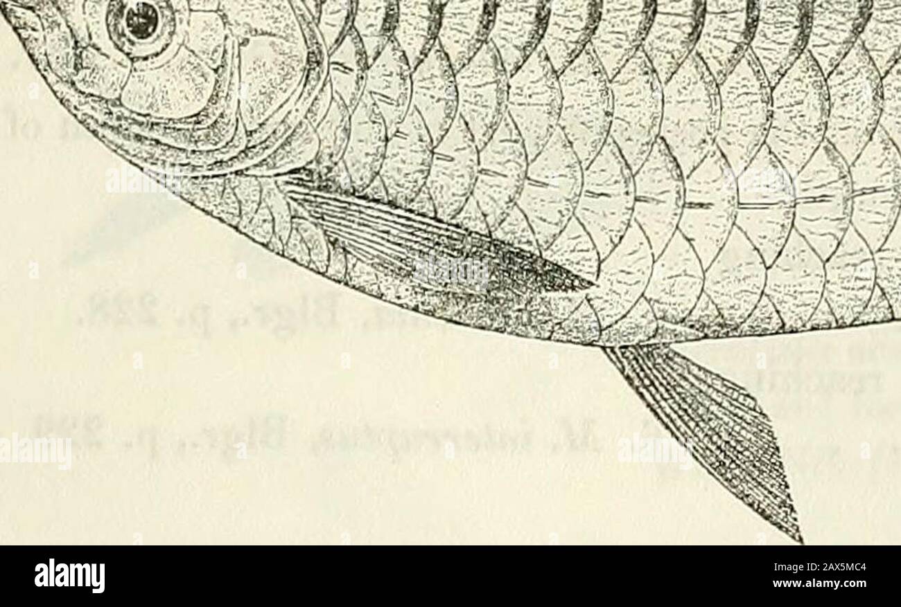 Catalogue of the freshwater fishes of Africa in the British Museum