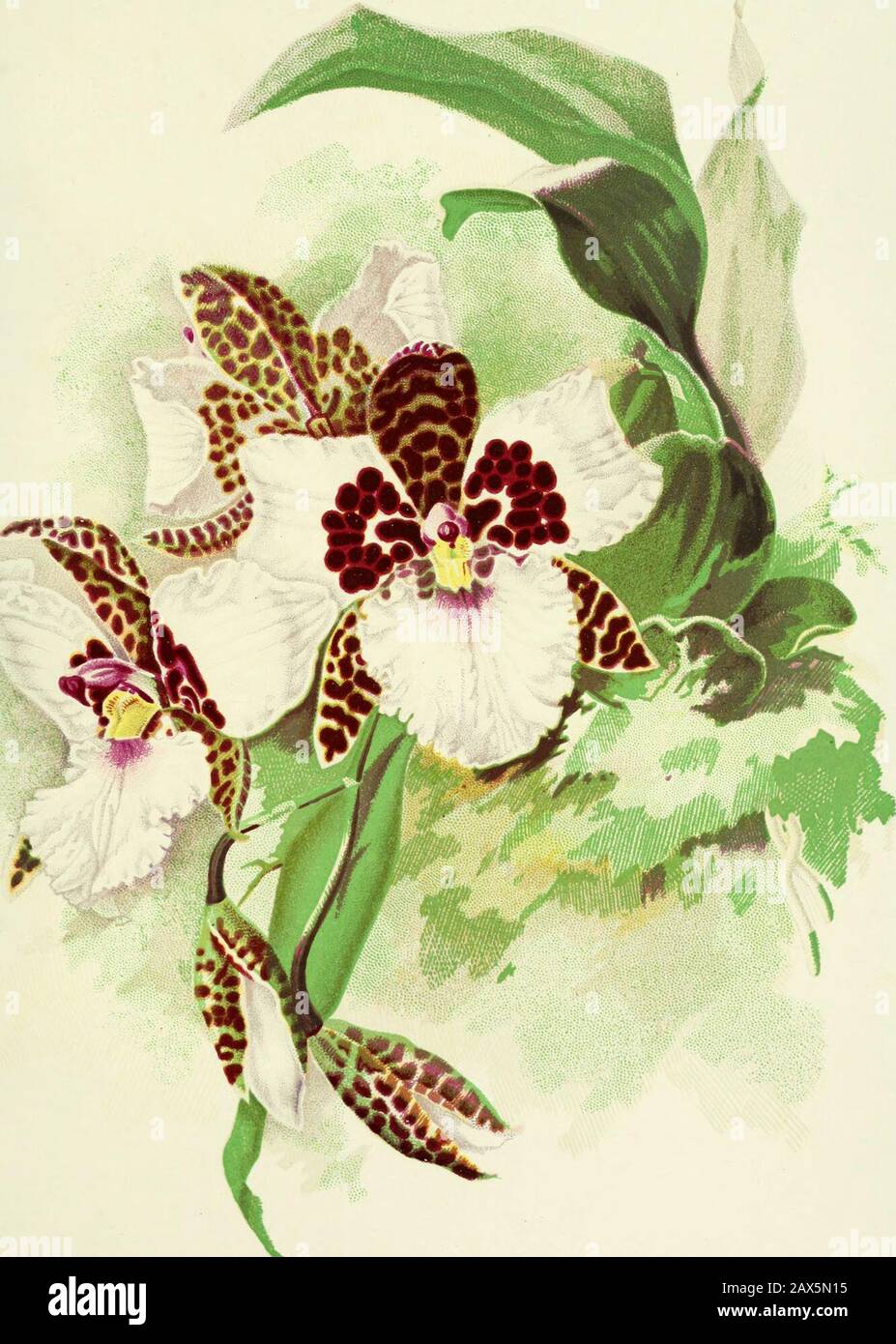 The Woodlands orchids described and illuswith stories of orchid collecting . purplish markings. Pescatorei grandiflonm.—Immense. The lip has a yellowdash at base. Pescatorei splendens.—Sepals and petals white ; lip hand-somely spotted with purple. Pescatorei violaceum.—The whole flower is tinted with violet. Crispum purpureum shows a similar peculiarity, but the tint is purple. Crispum Dayanum.—Tht sepals have a large irregularpatch of darkest mauve in the centre, the petals a spot or twoof the same colour and a streak at the base. The lip is white. Old-fashioned people have not yet learned to Stock Photo