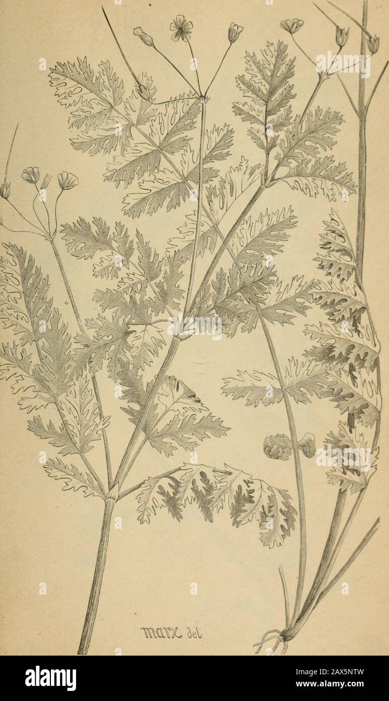 The agricultural grasses and forage plants of the United States; and such foreign kinds as have been introduced . 7, Eurotia lanata, Winter fat Plate 101,. Erodium CICUTARIUM. Tin grass, Altilana. Plate 10 Stock Photo
