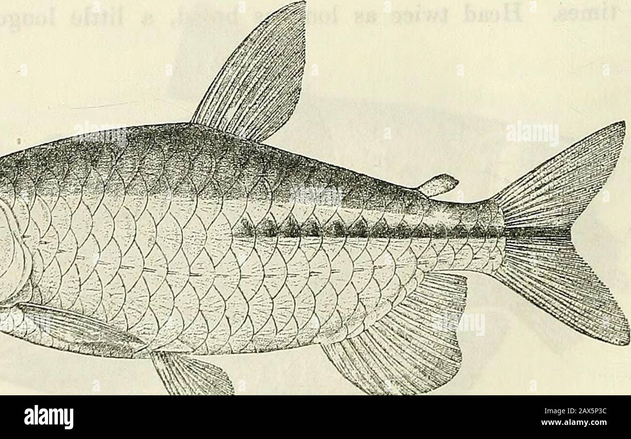 Catalogue of the freshwater fishes of Africa in the British Museum