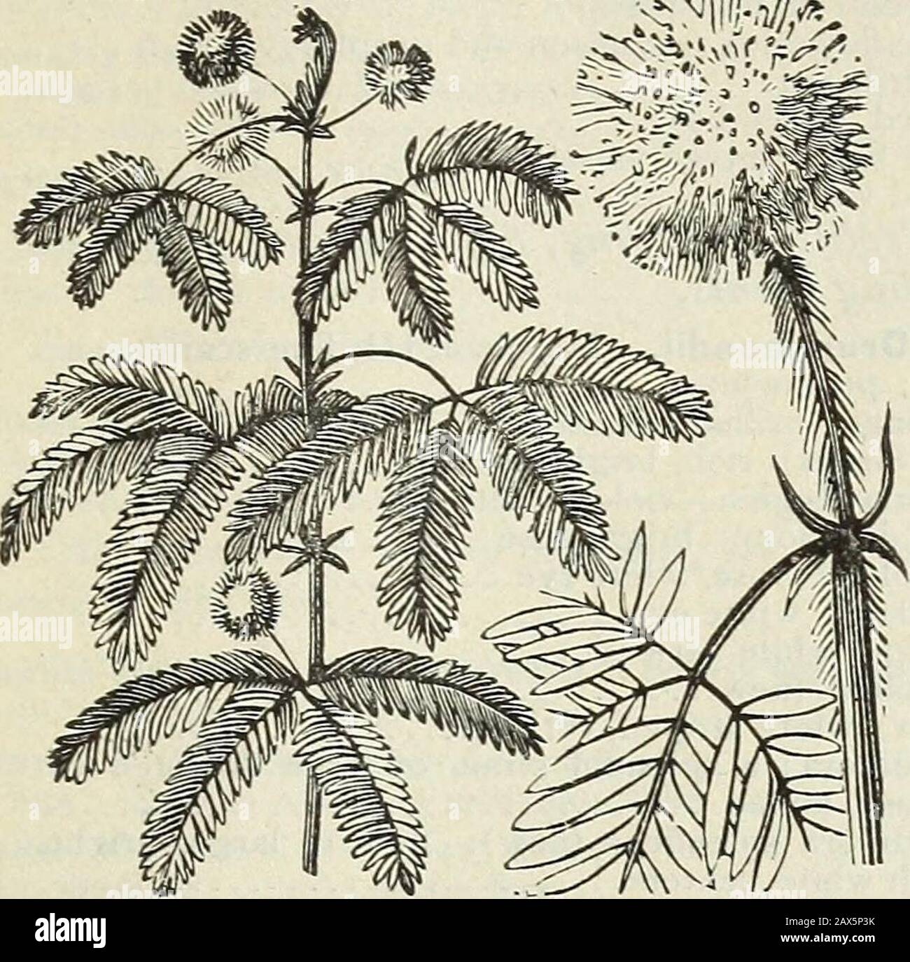 Spring Catalogue Of John Saul S New Rare And Beautiful Flower And Garden Seeds Grown And Imported By John Saul Washington D C1888 Linum Martynia Mesembryanthemum Tricolor Three Colored 05 Album White
