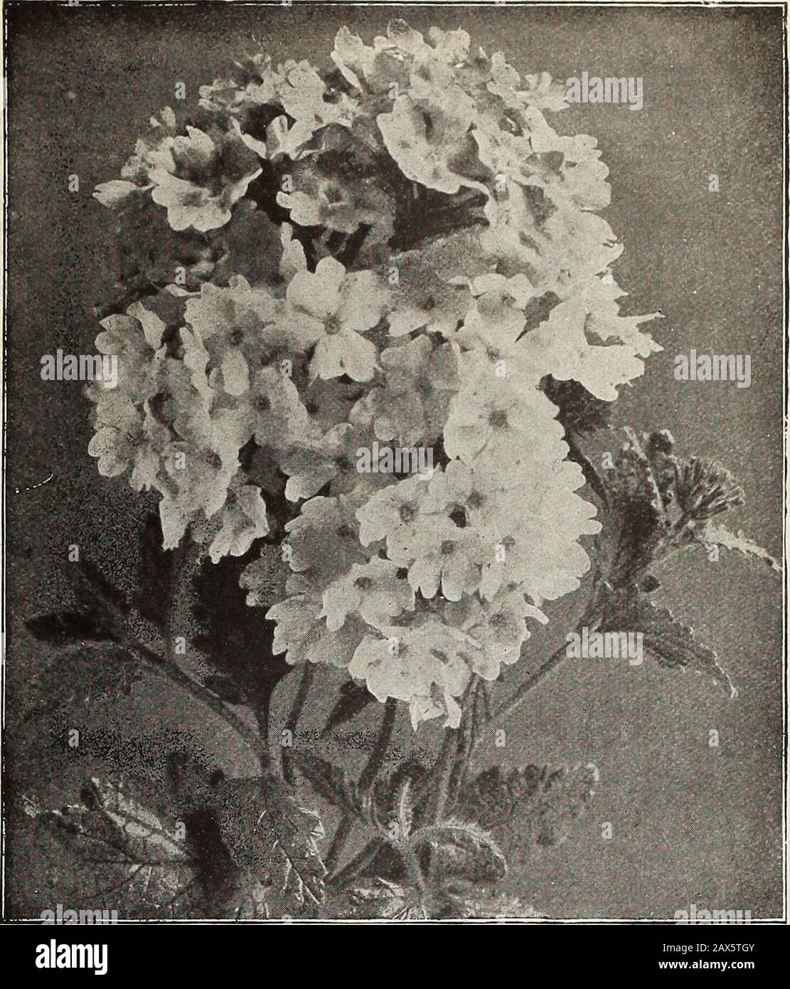 Currie's farm and garden annual : spring 1915 . ixed—% OZ. 15c 5 Golden Leaved—Its foliage is a beautiful yel-low color, and contrasts admirably with the various pleasing shades of the flowers 10 HYBRID A GIG ANTB A, New Giant FloweringVerbena—This is a distinctly new class ofGiant Flowering- Verbenas excelling in thesize and noble shape of the flower and therich display of colors and shades which cometrue from Seed, not varying as many valuable strains do 10 Helen YYillmott (Novelty)—For description, see page G 15 VERONICA (Speedwell) H. P.Spicata—Bright blue flowers on a long dense spike 10 Stock Photo