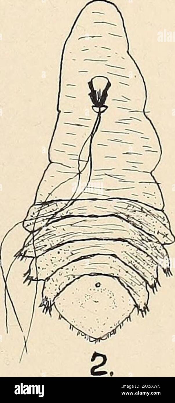 The genera of diaspinae of North America and the genus lepidosaphes . a. EXPLANATION OF PLATE IILepidosaphes gloverii Ventral view of female scale. Adult female. pygidium of adult female. Stock Photo