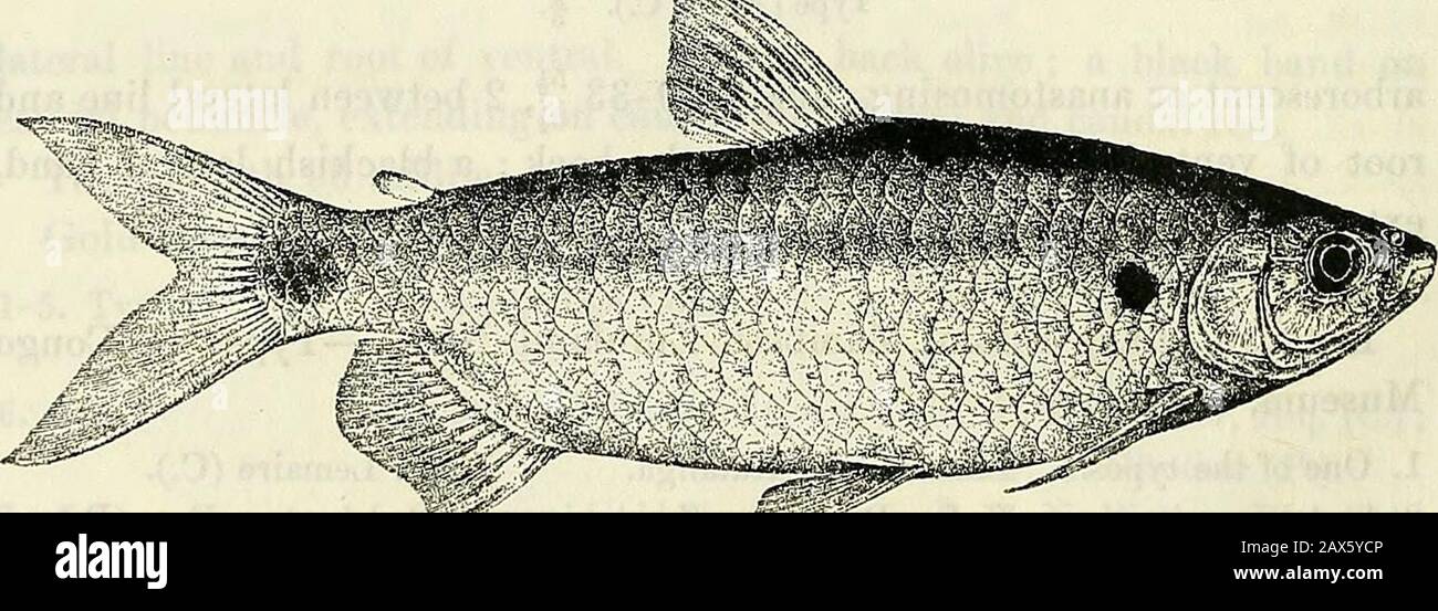 Catalogue of the fresh-water fishes of Africa in the British Museum (Natural History) . rachyalestes nurse, Giinth. Cat. Fish. v. p. 314 (1864) ; Fowler, Proc. Ac. Philad. 1906, p. 444, fig.Brachyalestes ruppellii, Giinth. t. c. p. 315 ; P£eff. Thierw. O.-Afr., Fische, p. 43 (1896).Alettes leuciseus, Giinth. Ann. & Mag. N. H. (3) xx. 1867, p. 114.Alestes ruppellii, Giinth. Pethericks Trav. ii. p. 343 ; Vincig. Ann. Mus. Genova, xxxix. 1898, p. 257.Alestes senegalensis, Steind. t. c. p. 545, pi. ii. fig. 2.Brycinus nurse, Eigenm. Proc. U.S. Nat. Mus. xxxiii. 1907, p. 29. Depth of body 2-§- to 3 Stock Photo
