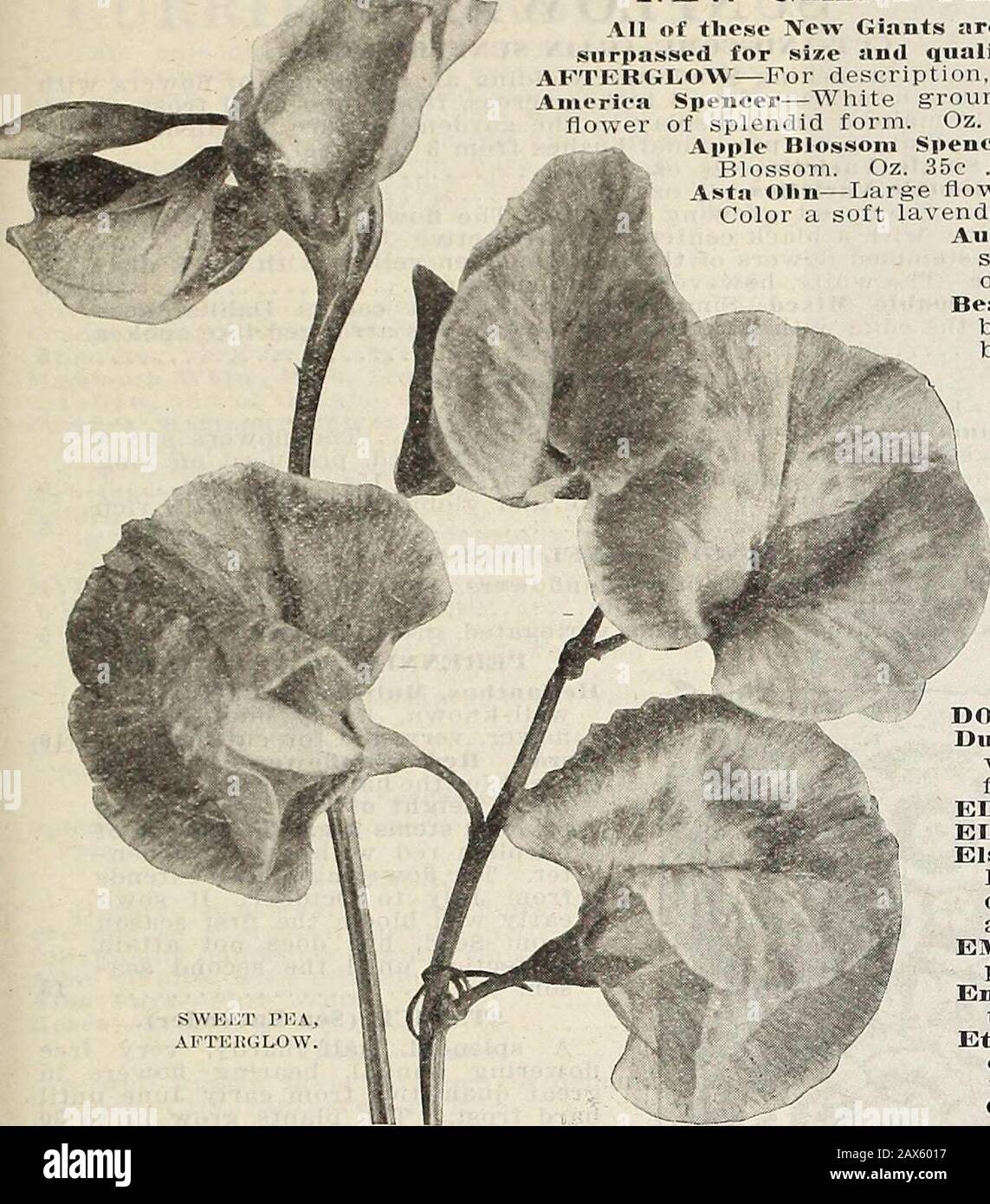 Currie's farm and garden annual : spring 1915 . claim this to be an Extra Select Mixture.Per large pkt. 10c; per oz, 15c; per Yt lb. 45c; per lb. $1.25, SELECTED LARGE-FLOWERING MIXTURE—This mix-ture is composed of varieties all of the largest flowering, ineven quantities of color. Per pkt. 5c; per oz. 10c; per % lb.30c; per lb. $1.00. MIXED. ALL COLORS—A good mixture of all colors. Peroz. 5c; per U lb. 20c; per lb. 70c. SWEET PEAS in Separate Shades of Color. Many of our customers prefer to grow Sweet Peas inpatches of color, instead of a mixture of all colors. Grown inthis manner they can be Stock Photo