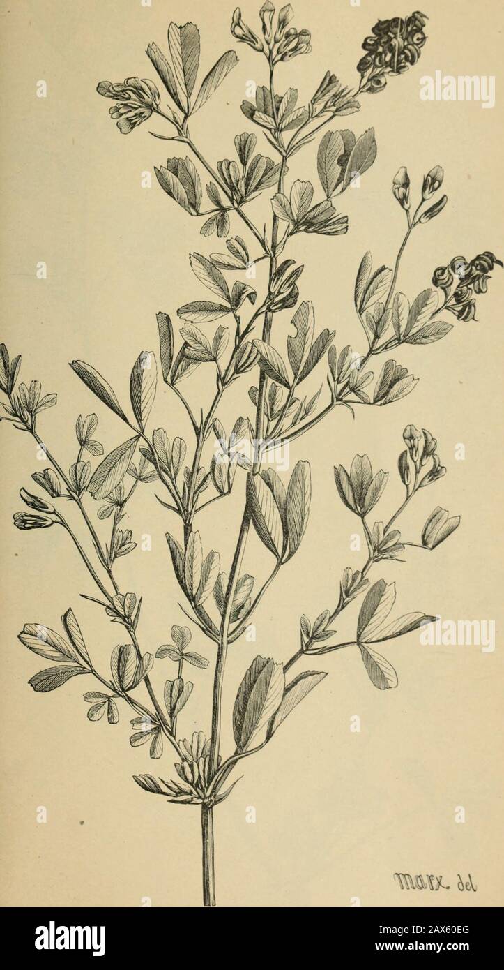 The agricultural grasses and forage plants of the United States; and such foreign kinds as have been introduced . (j^TU/Ttf kk Onobrychis sativa, Sainfoin, Esparsette. Plate 96.. Medicago sativa, Alfalfa, Lucerne. ?LATL j7. Stock Photo
