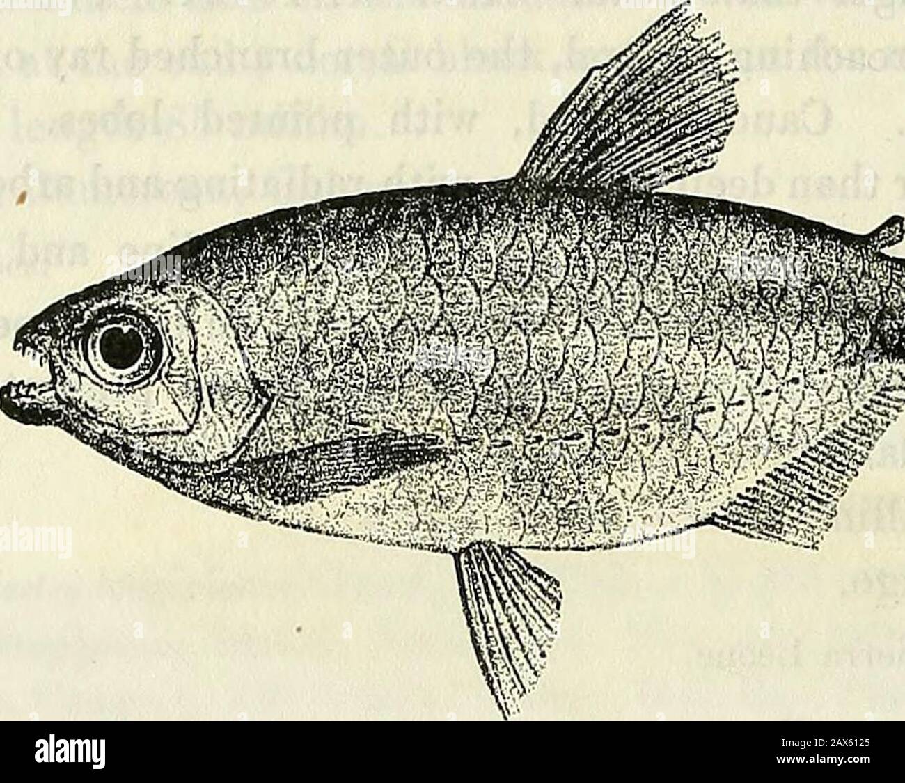 Catalogue of the fresh-water fishes of Africa in the British Museum (Natural History) . ig. 3. Alestes longipinnis, part., Giinth. Proc. Zool. Soc. 1902, ii. p. 338. Depth of body 2§ to 3^ times in total length, length of head 3^ to 4times. Head twice as long as broad, as long as deep; snout shorterthan eye, which is lateral and 2^ to 2-f times in length of head; inter-orbital region convex, its width 2J to 2f times in length of head ;maxillary extending to below anterior border of eye; 14 teeth (g) inupper jaw, 10 (|) in lower; lower border of second suborbital as long asor a little shorter t Stock Photo