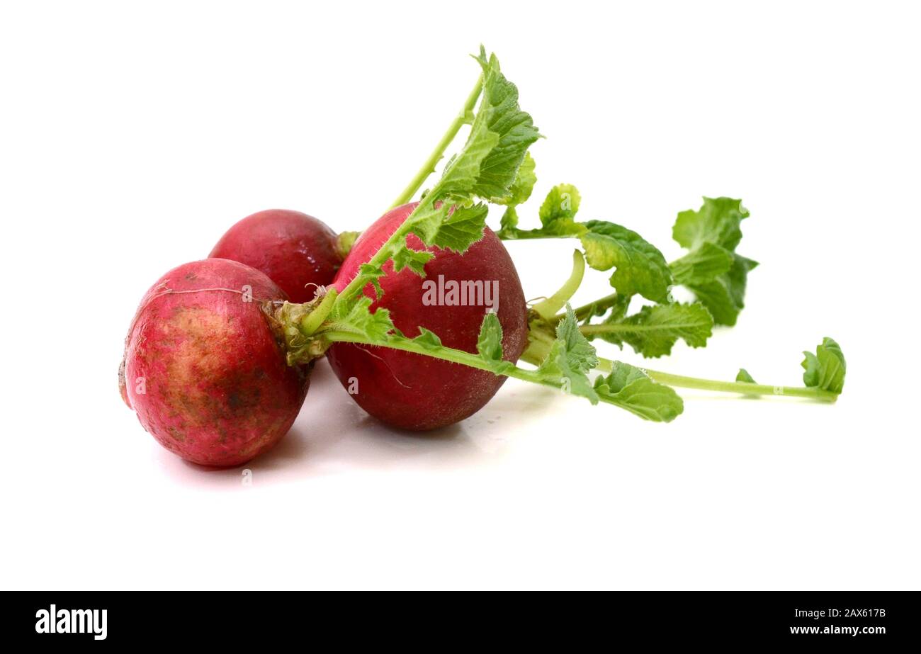 Small garden radish isolated on white background Stock Photo