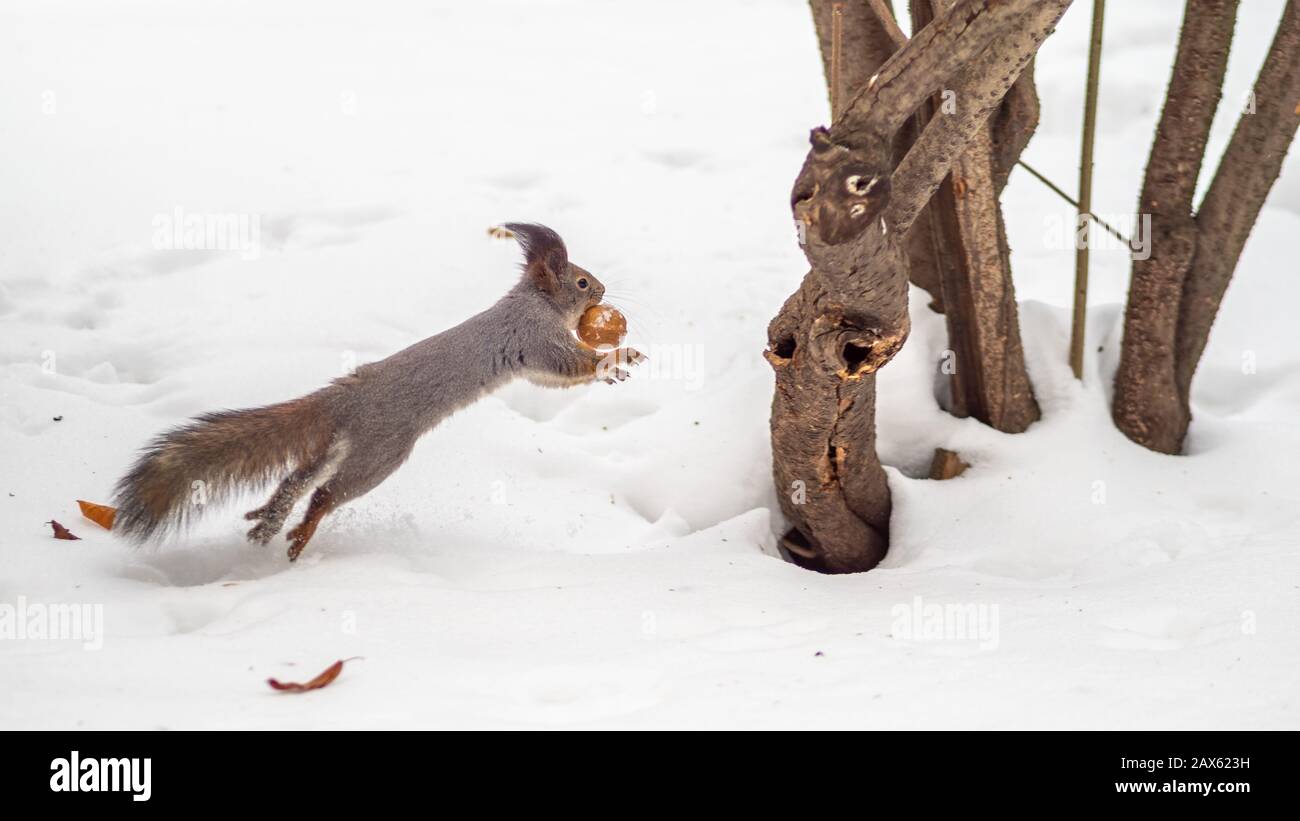 A squirrel with a walnut in its teeth quickly runs through the white snow in winter forest. Eurasian red squirrel, Sciurus vulgaris Stock Photo