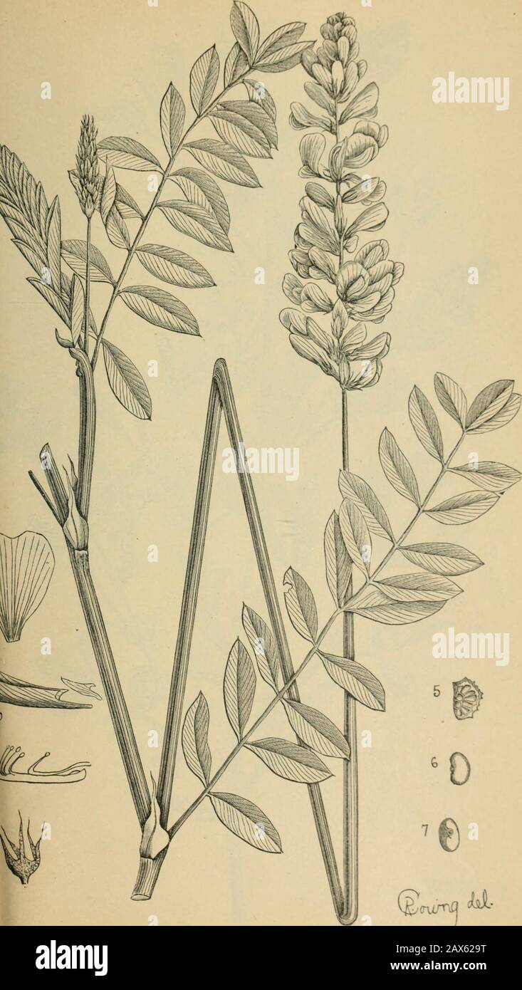 The agricultural grasses and forage plants of the United States; and such foreign kinds as have been introduced . Trifolium stoloniferum, Buffalo clover. Plai. (j^TU/Ttf kk Onobrychis sativa, Sainfoin, Esparsette. Plate 96. Stock Photo