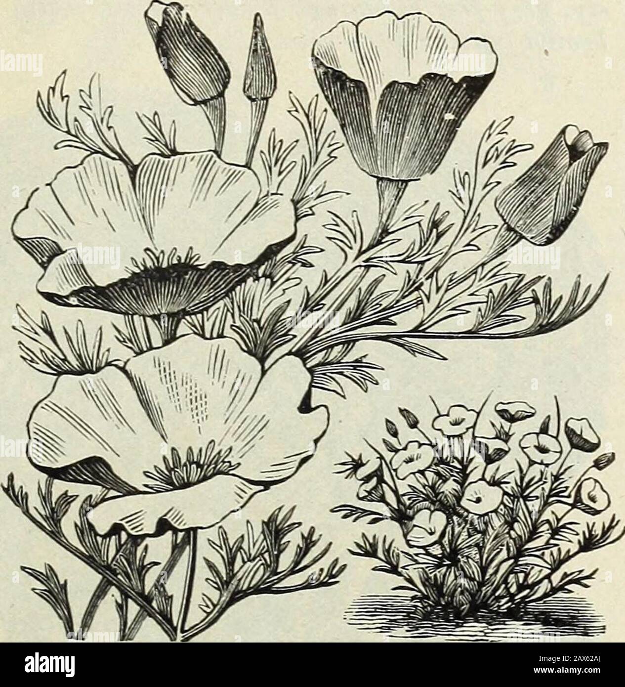 Spring catalogue of John Saul's new, rare and beautiful flower and garden seeds grown and imported by John Saul, Washington D.C1888 . Clarkia. Per pkt. Eschscholtzia (Cailfornia Poppy) Californica 05 Alba Rosea 05 Crocea; deep orange 05 Alba; white flowered 05 Rosea; a splendid novelty, very distinct and fine 05 Tenuifolia 05 Exceedingly showy, hardy Annuals, pro-ducing abundance of bloom.. Eschscholtzia Californica.Euphorbia variegata ; a very pretty variegated plant..Fenzlia Dianthiflora ; a new and pretty dwarf flower-ing plant, flowers crimson and lilac 1 Gaillardia Picta; yellow and crims Stock Photo