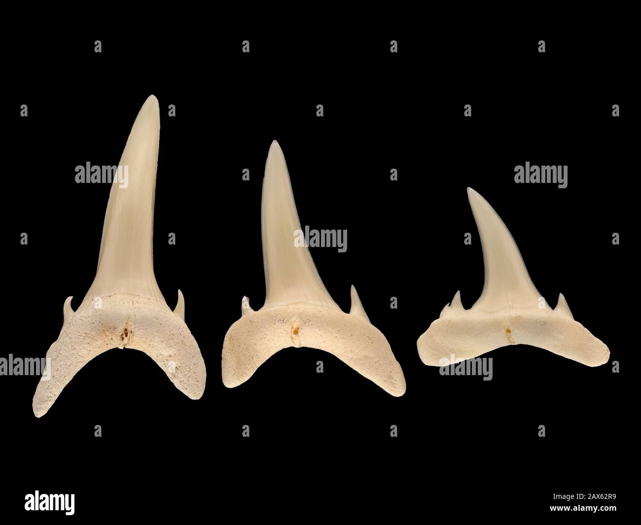 Teeth from a sand tiger shark, also called grey nurse sharks, Carcharias taurus. Sand tiger sharks range through subtropical and temperate waters worl Stock Photo