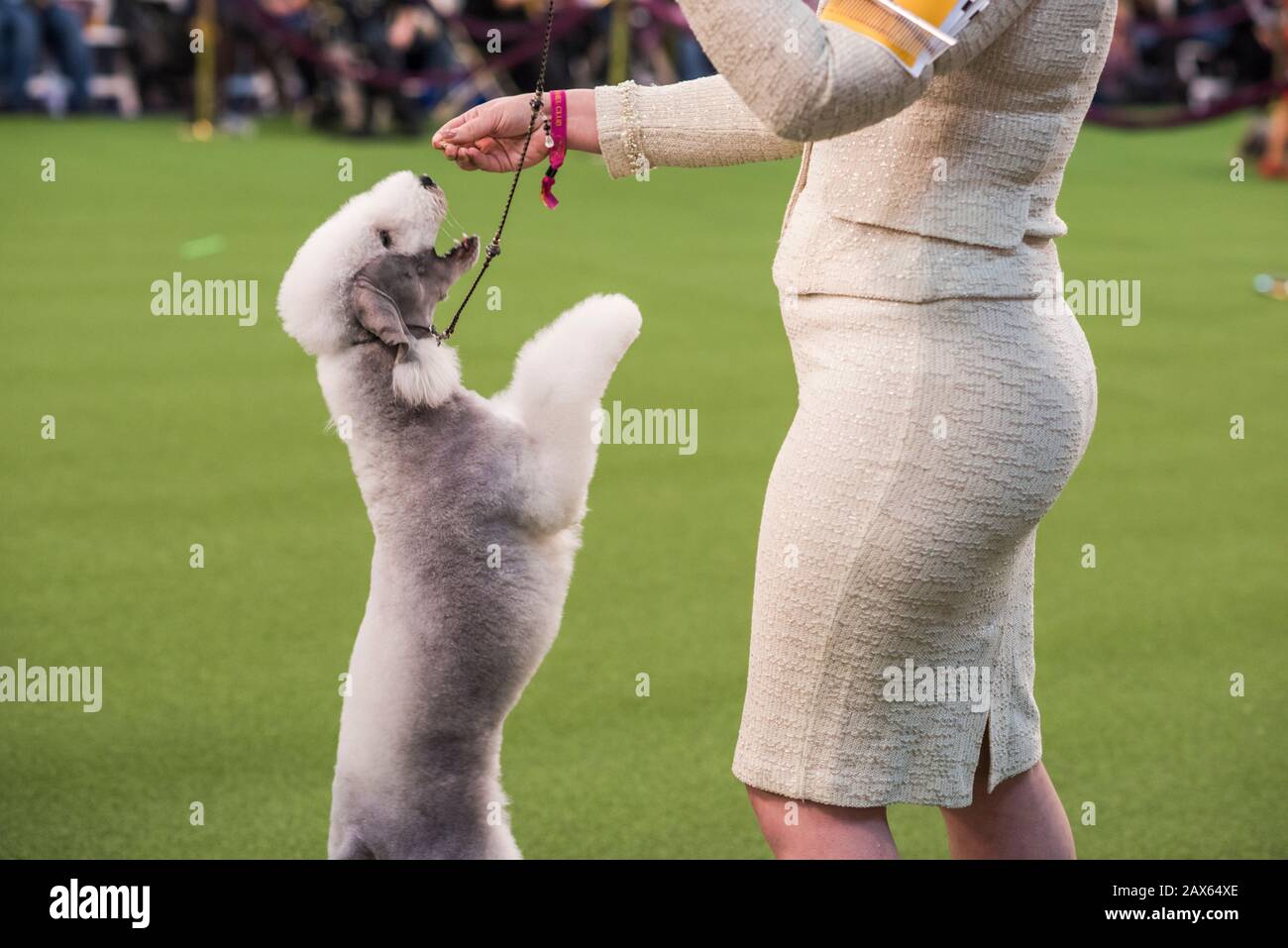 New York City, USA - February 10, 2020: The 144th Westminster Kennel Club Dog Show, Pier 94, New York City Stock Photo