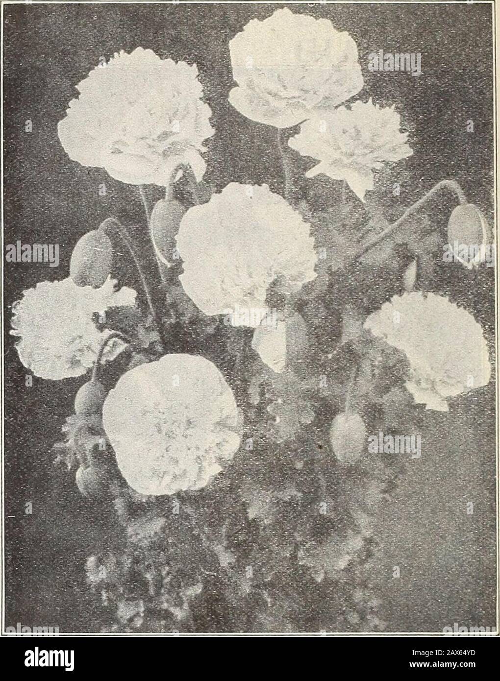 Currie's farm and garden annual : spring 1915 . Ash Gray Mixed Colors, per  oz. 20c. Giant Salmon Pink—A magnificent double Poppy, of adelicate Salmon  Pink. The flowers often measuringsix inches in