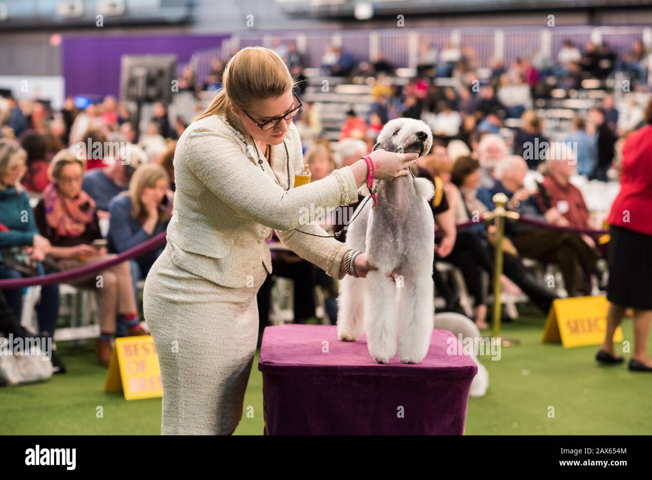 New York City, USA February 9, 2020 Handler presenting her