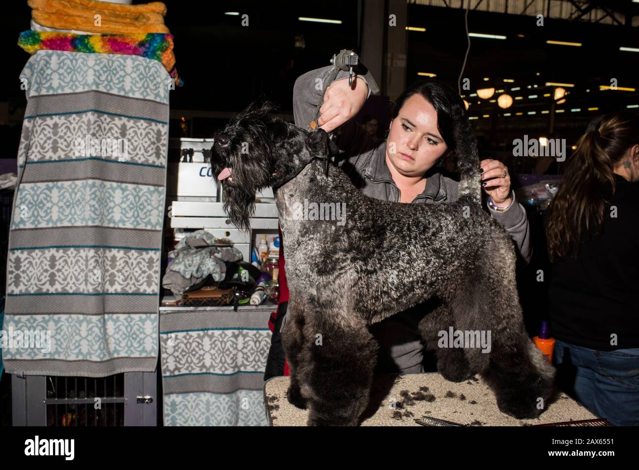 Westminster dog show grooming hires stock photography and images Alamy