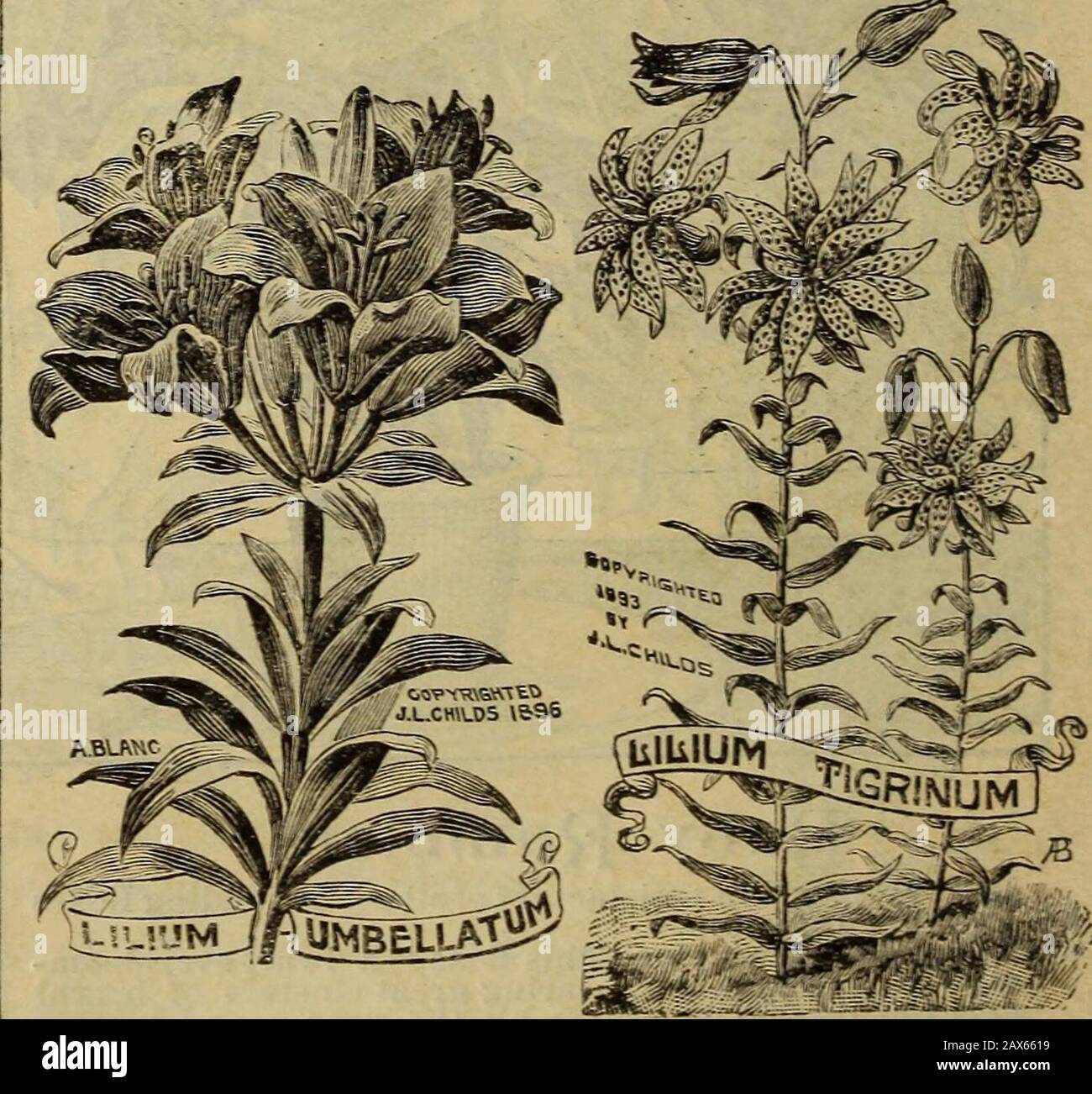 Childs' catalogue of fall bulbs that bloom plants, seeds, shrubs, fruits etcwith a treatise on the culture of bulbs indoors and out. . Pardalinum—(Leopakd .lily; — Rich scarlet and yellowflowers, spotted with rich brown. Robust and free flow-ering. A superb Lily, and one which will give the great-est possible satisfaction. Succeeds in all situations. Nogarden complete without it. 15c each : $1.50 per dozen.. Wallacei—Very floriferous, each bulb throwing up 4 to 5flower stems, each one bearing 8 to 10 beautiful upright,blossoms, of a bright anricot color- Perfect in form andmost desirable. 10c Stock Photo