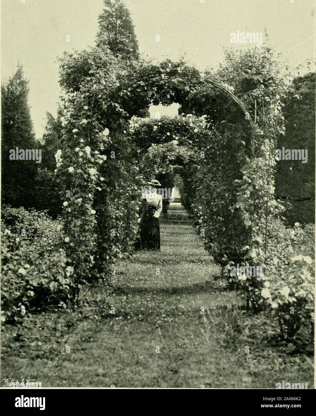 Roses For English Gardens The Walls Clothed With Darkgreenery The Beneficent Eflfect Of Neighbouring Dark Trees 72 Roses For English Gardens May Be Seen In The Picture Of The Rose Arches
