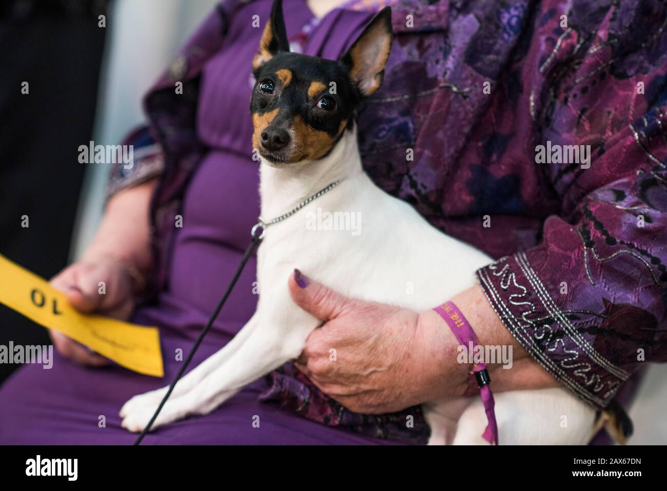 What Dog Won The Terrier Group At Westminster