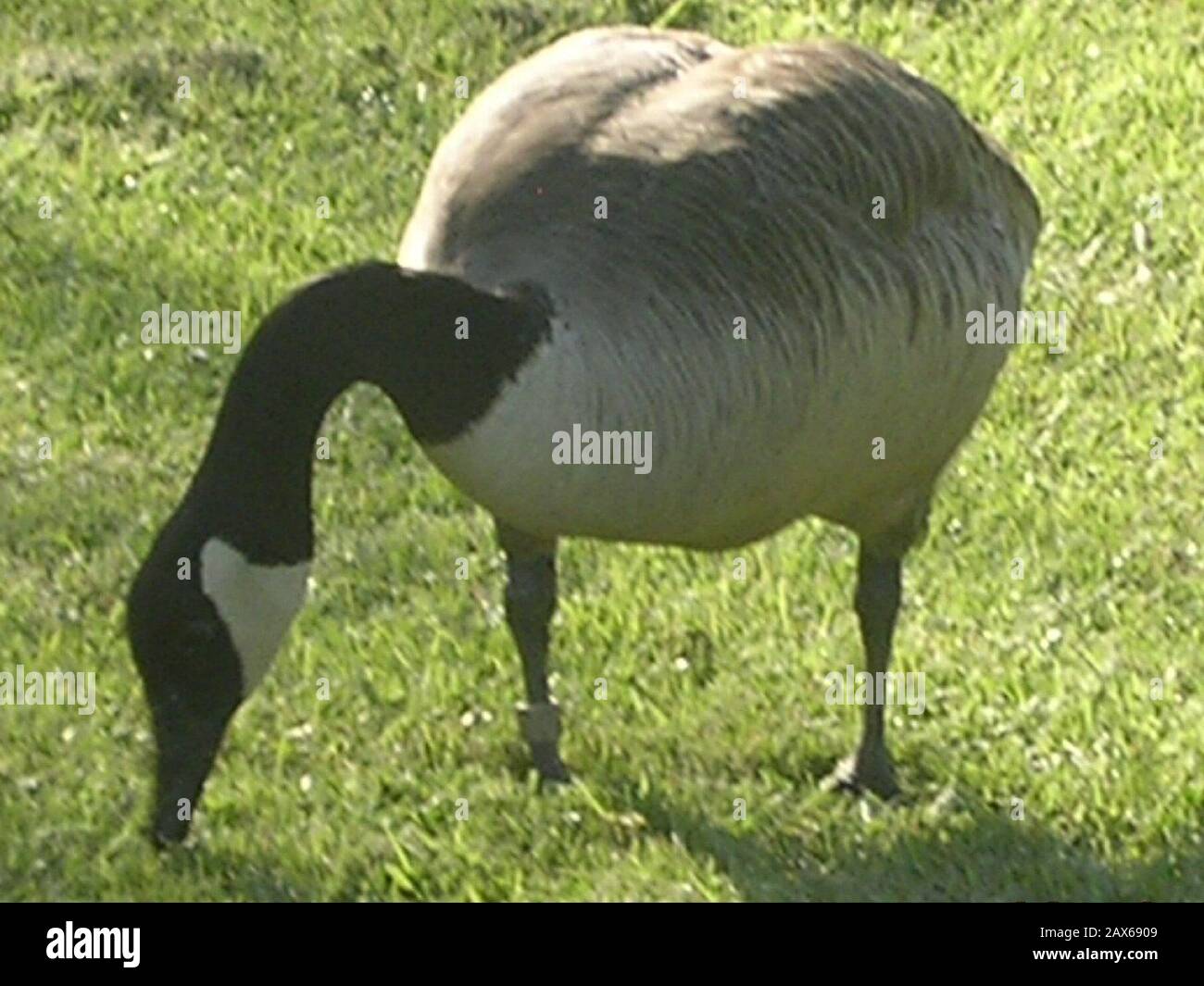 English: A photo I recently took of a feeding Canadian goose.; 17 June 2007  (original upload date); Transferred from en.wikipedia to Commons.;  ASprigOfFig at English Wikipedia Stock Photo - Alamy