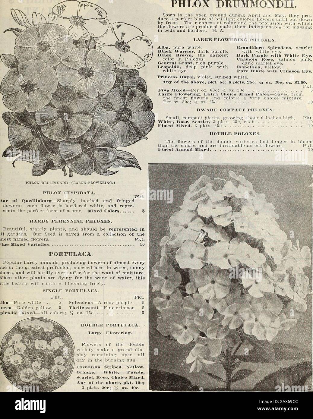 Currie's farm and garden annual : spring 1915 . PETUNIA LARGE FLOWERING. PENTSTEMON. These handsome herbaceous plants are deservedly growingin favor for bedding purposes. The flowers are constantlyproduced during the whole season. Sown in February in thehouse or hot-bed will flower during summer and fall. H. P. Pkt. Choice Mixed 10 PER ILL A. This ornamental plant makes a fine contrast with any ofthe light or silver-leaved plants used for lawn groups orribbon borders. H. H. A. Pkt. Laoiniatus—Cut-leaved variety j&gt; Nankinensis—1 Vz feet PHORMIUM.Folius Varlegatus (New Zealand Flax)—Handsome, Stock Photo