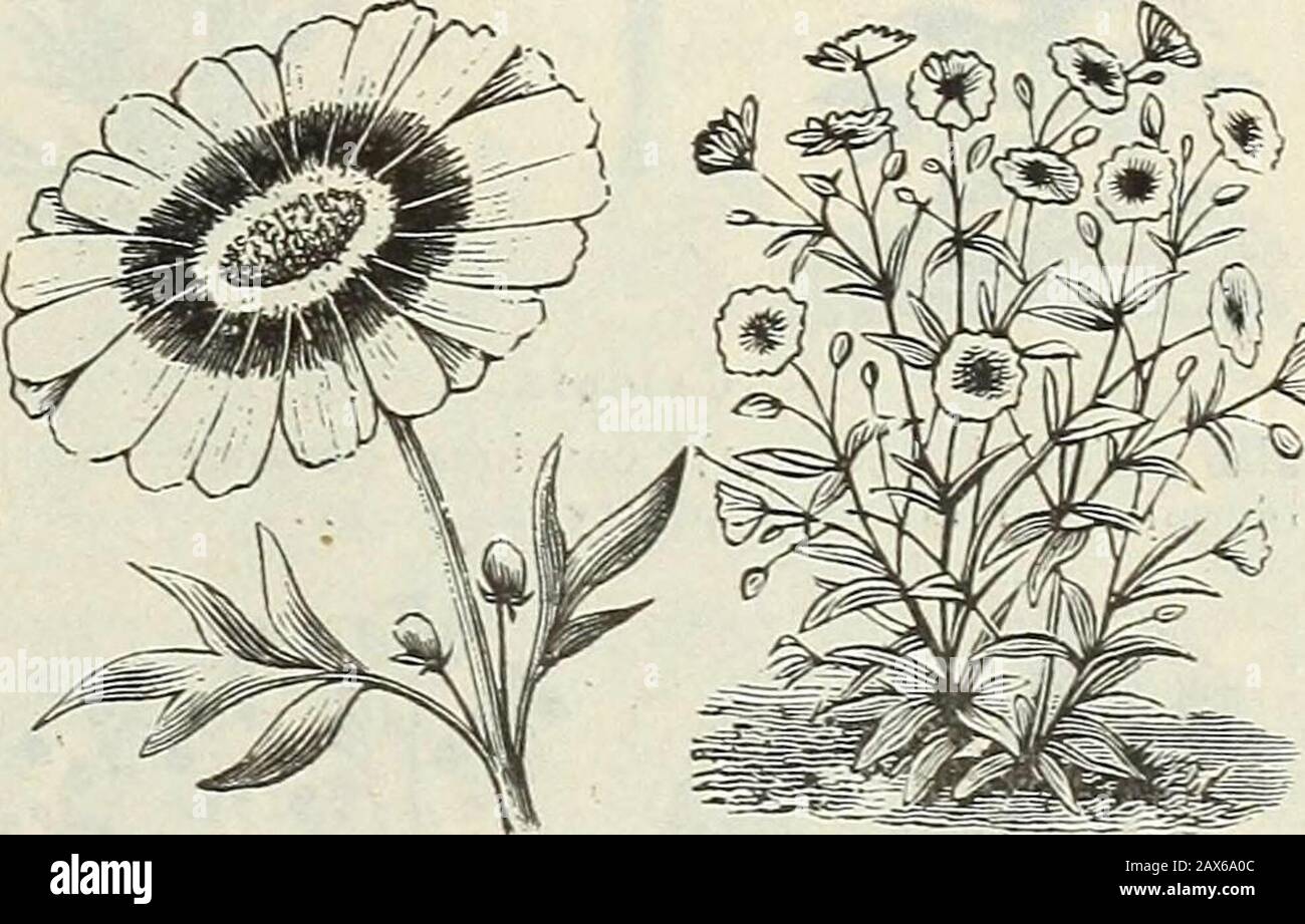 Agrostemma coronaria Atrosanguinea FLOWER SEEDS Rockeries and walls.