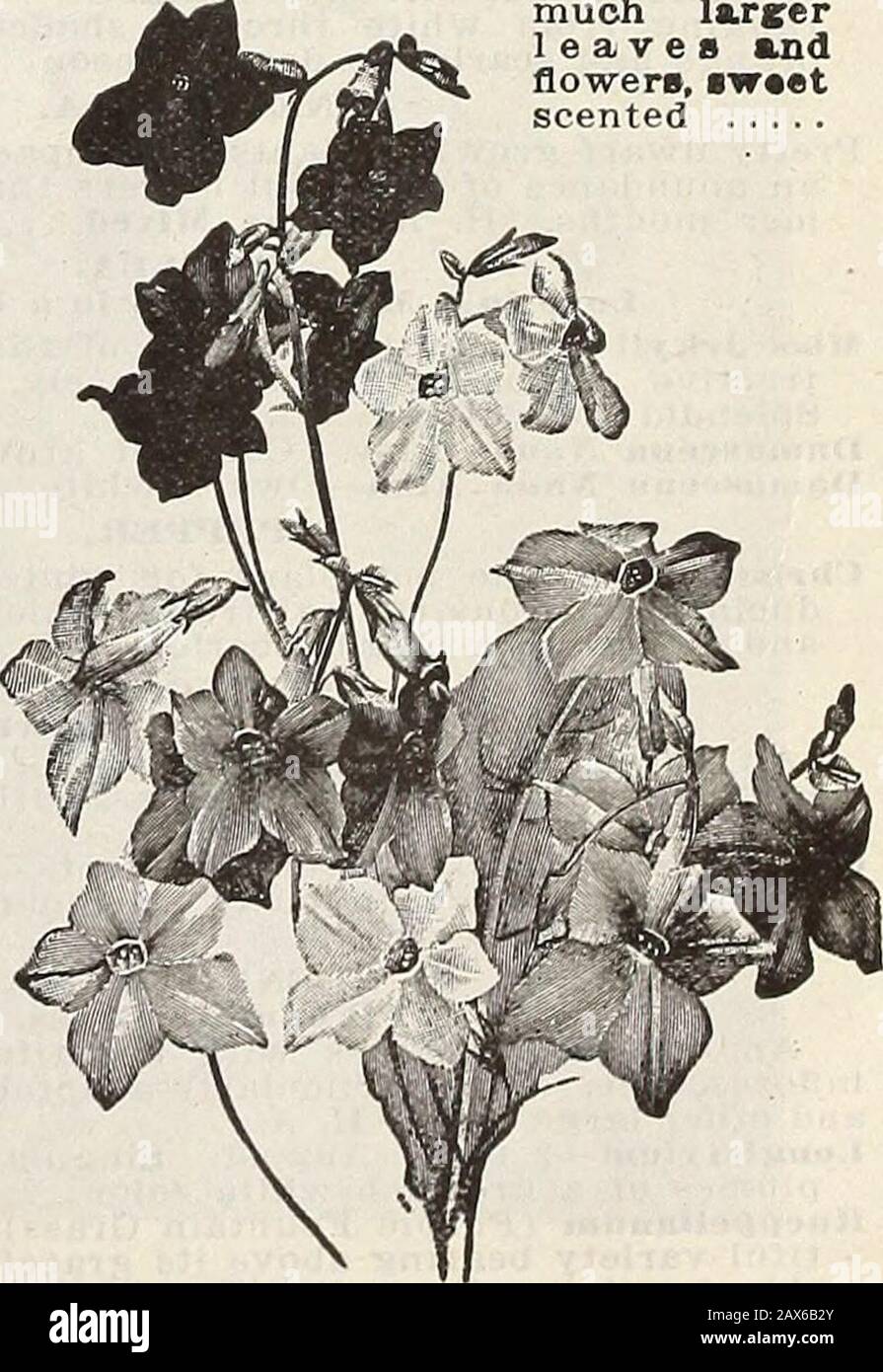 Currie's farm and garden annual : spring 1915 . or for ribbon borders. Per lb.$1.40; Vi lb. 40c; oz. 15c 5 NICOTIANA. (Sweet-Scented Tobacco Plant.) Pkt. Affinis—Bears a profusion of purewhite, long-tubed flowers, verysweet scented, especially so aftersundown. The plants can be pottedand taken indoors, where they willflower all winter. H. H. A. 2 feet. 5 A Hiiiis Hybrida—Mixed colors. Plantand flowers similar in habit andform to the preceding, but the flow-ers are larger and of many colors,purple, white, light- and dark-red,salmon, crimson, vtiolet, rose andpink 6 Sanderae (Carmine-Flowered To Stock Photo
