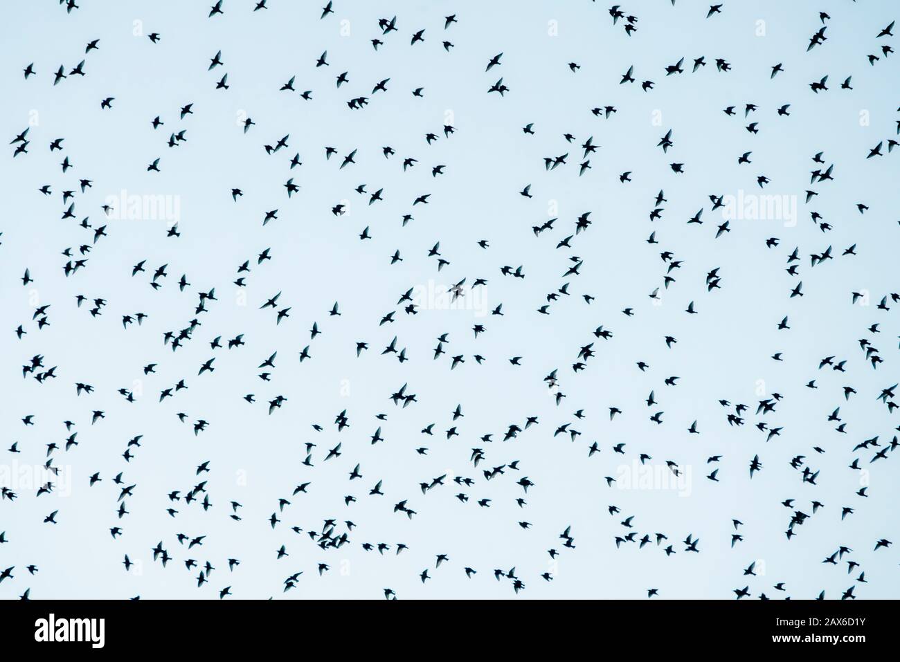 Beautiful large flock of starlings (Sturnus vulgaris) Geldermalsen in the Netherlands. During January and February, hundreds of thousands of starlings Stock Photo