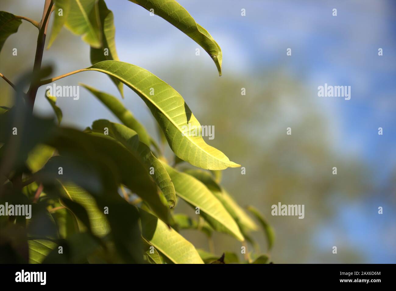 Leaves with sunlight hi-res stock photography and images - Alamy