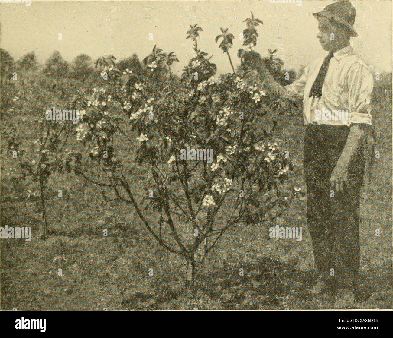 Horticulture, a text book for high schools and normals, including plant propagation; . Fig. 107.—Gano apples, before and after thinning. It takes courage to thin fruit, but thesize is increased enough to pay. (Ohio Station, Newark.) The objects of thinning are (1) to prevent the spread of rot orother disease of the fruit; (2) to increase the size and quality of the IRRIGATION IN DRY CLIMATES 183 fruit left on the trees; (3) to induce the tree to bear a good cropannually instead of every other year; (4) to save work at harvesttime in picking and sorting low grade fruit. Dwarf apple trees are ne Stock Photo